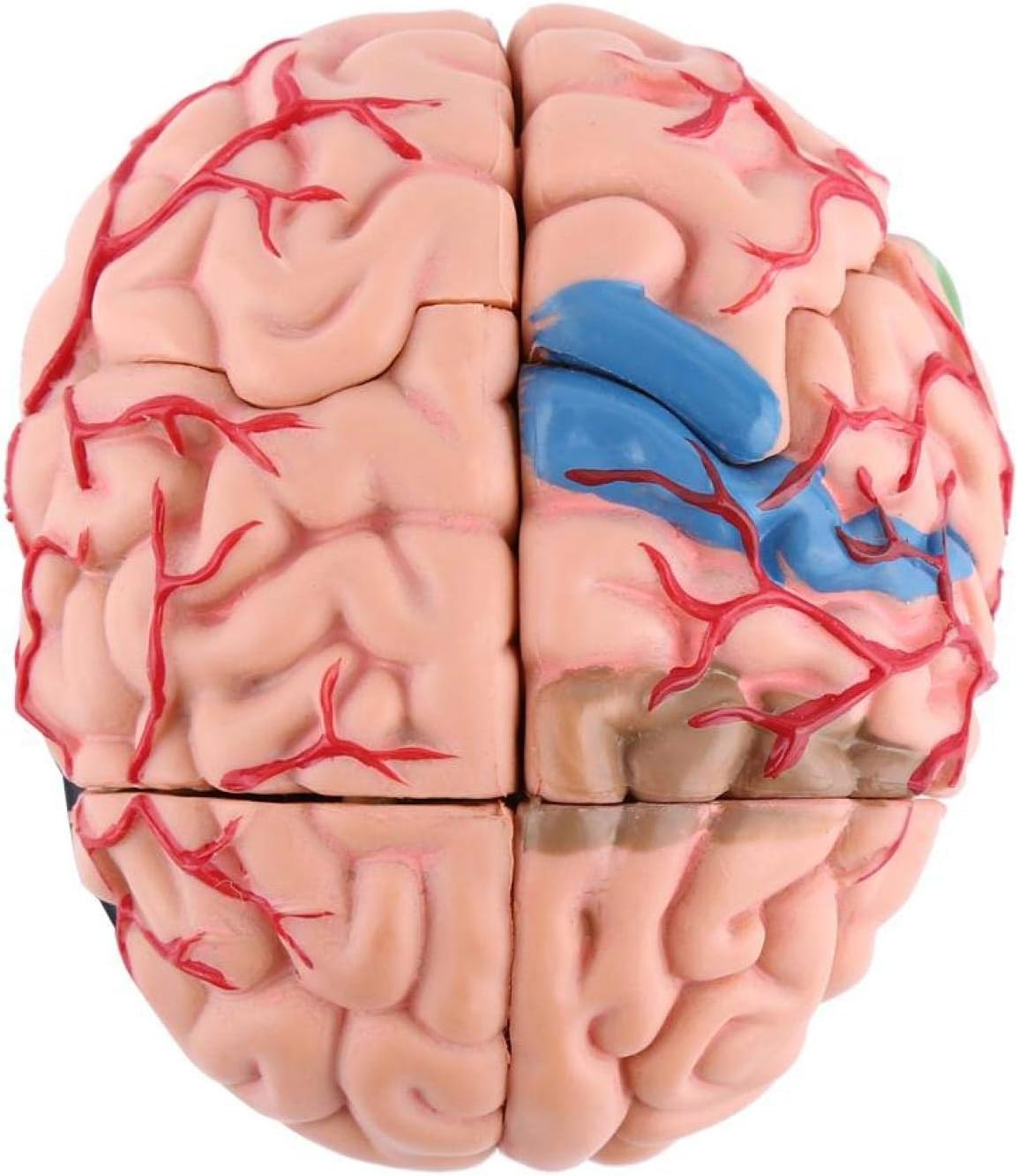 Anatomical Brain Model, Light Weight and Easy to Carry, Brain Model, 1Pc Disassembled Anatomical Human Brain Model Omes with A White Base, for School Home