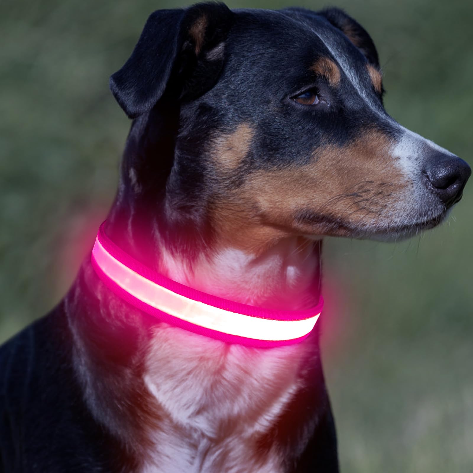 Vizpet Collar de perro con luz LED, ajustable, recargable por USB, súper brillante, luz de seguridad brillante para perros (mediano, rosa)