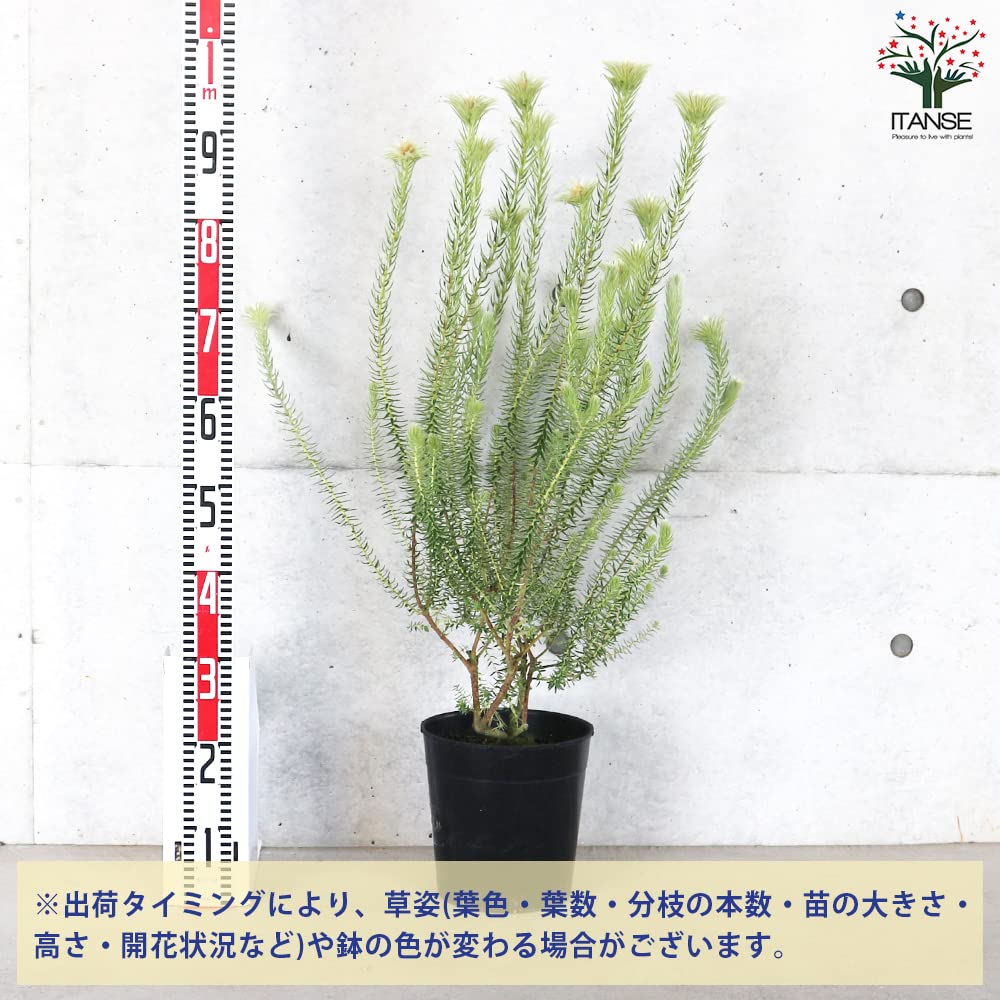 Amazon｜フィリカ・プベッセンス ハイドラ 7号鉢【品種で選べる花木/1