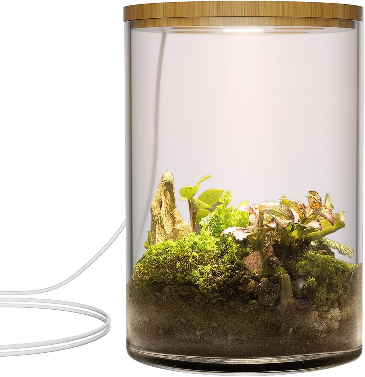 5.9" x 7.9" Desktop Plant Terrarium with Grow Light for Succulent, Moss, Miniature Gardening Landscape, Houseplant Growth, Hydroponics, Office Home Décor, Plant Lover Gifts