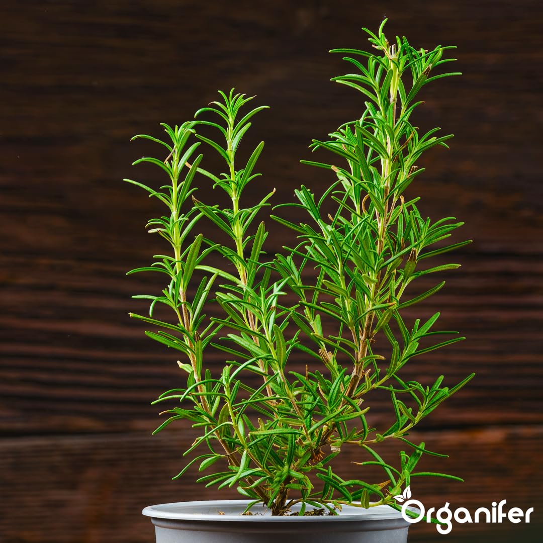 Flssigdnger Fr Rosmarin 1L  Organischer Dnger Fr Krftiges Wachstum  Und Aromatische Bltter  Frdert Wurzeln Und Widerstandskraft  Organifer  : ...