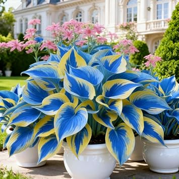 Hosta Bulbs.Strong Plants That Grow Well Mix Golden Jade Carving Feels Beautiful-/ NVNJHJN .-4 rhizomes-G