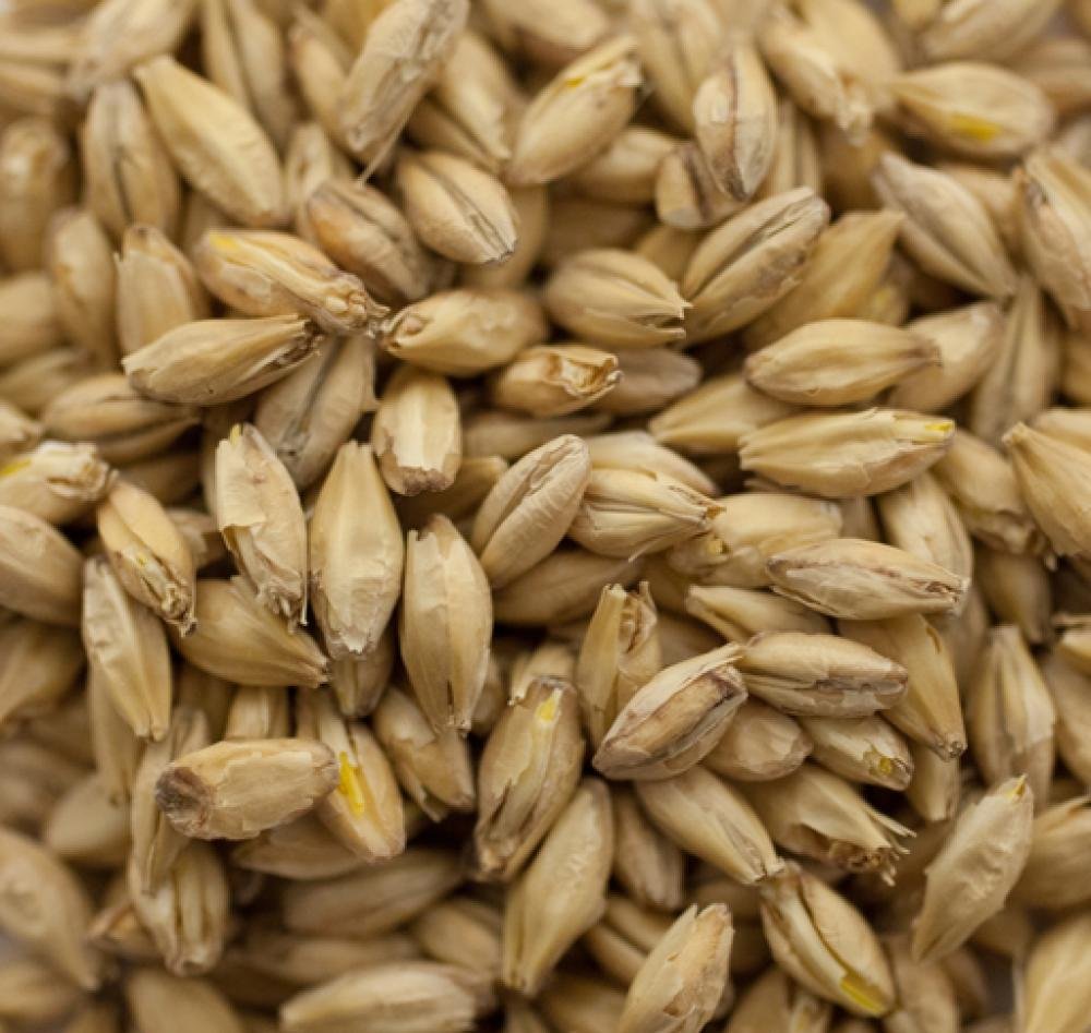 Great Western Malting Co. Organic 2-Row Malt - 1 LB, Crushed