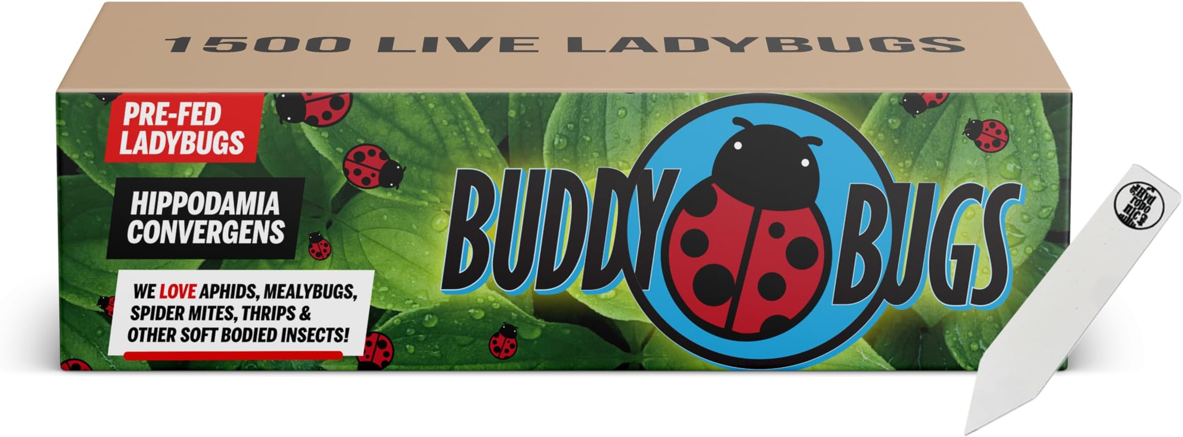 1500 Pre-Fed Live Ladybugs | BuddyBugs | Hippodamia Convergens | Guaranteed Live Delivery | for Aphid Control and Other Insects + THCity Stake