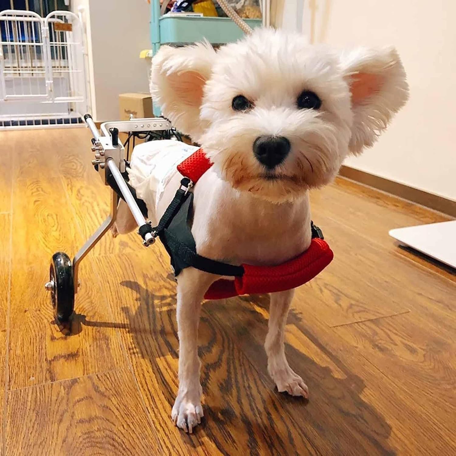 ZIMGOD Folding Dog Cart/Wheelchair, Disabled Pet Doggie