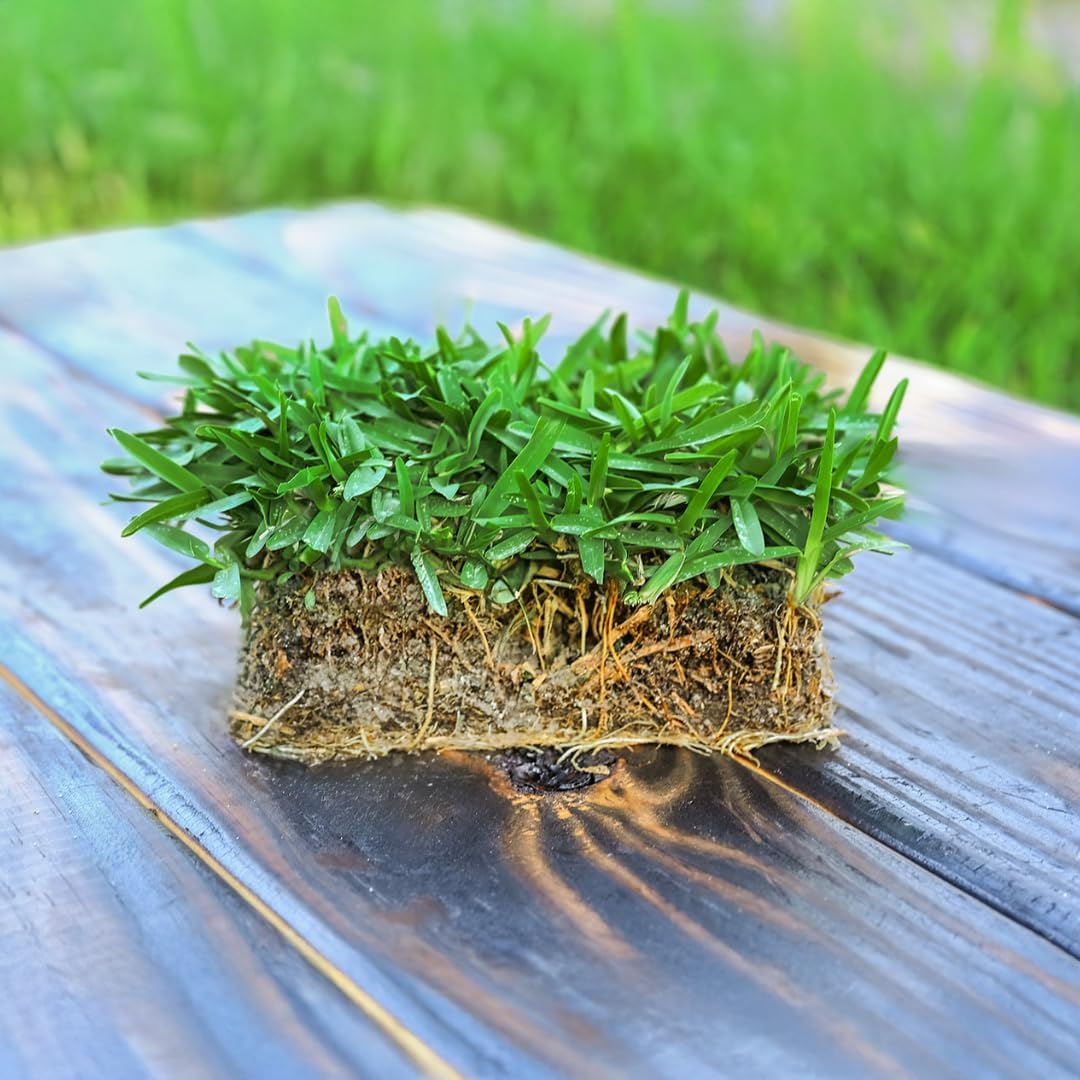SodPods® St. Augustine Palmetto® Grass Plugs for Lawn Repair, 6" x 6" Each – Cannot Ship to California/Arizona (8)