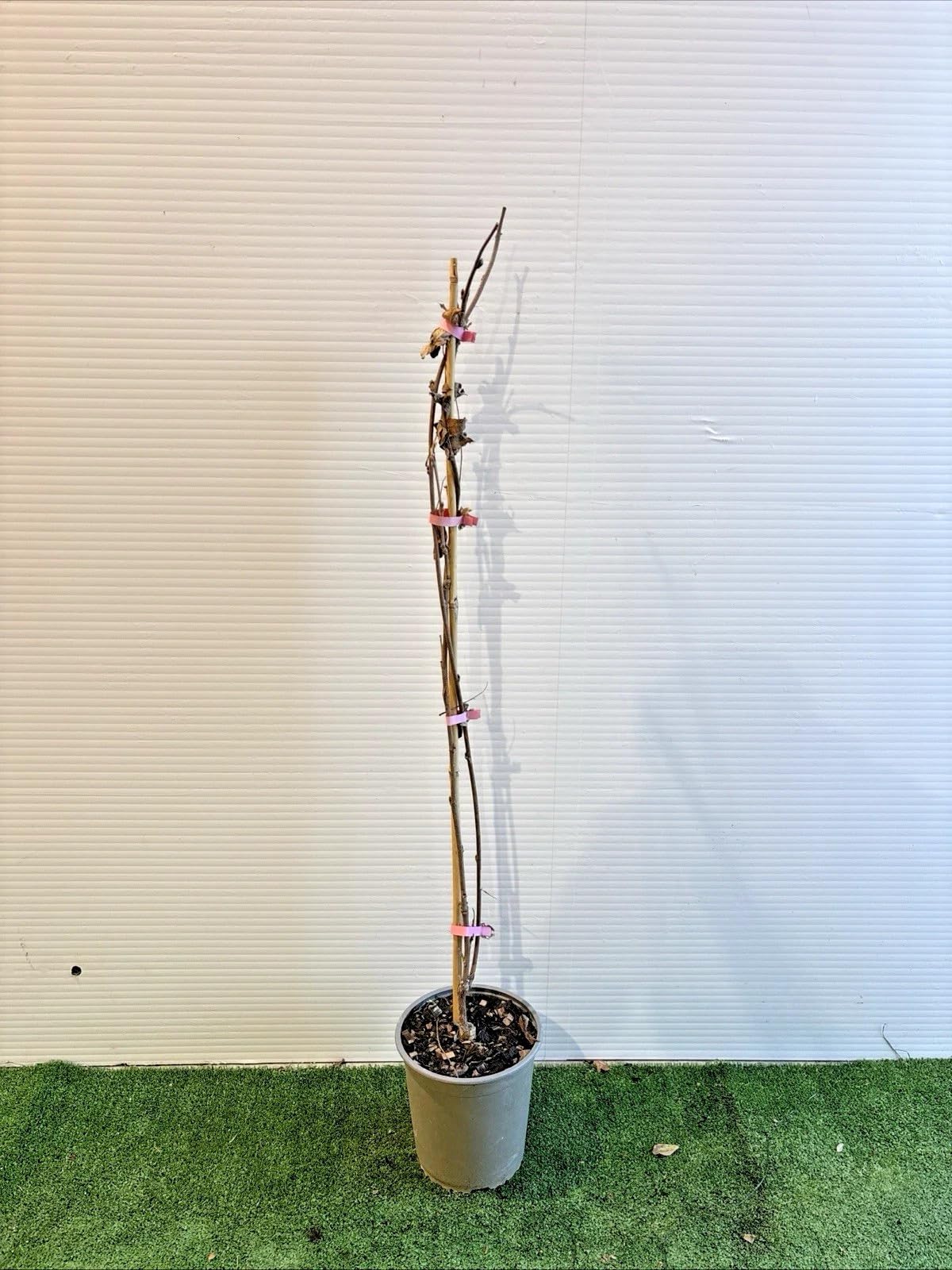 PIANTA RAMPICANTE DI GLICINE WISTERIA in vaso 20 (foto reali) (Colore:Glicine;)