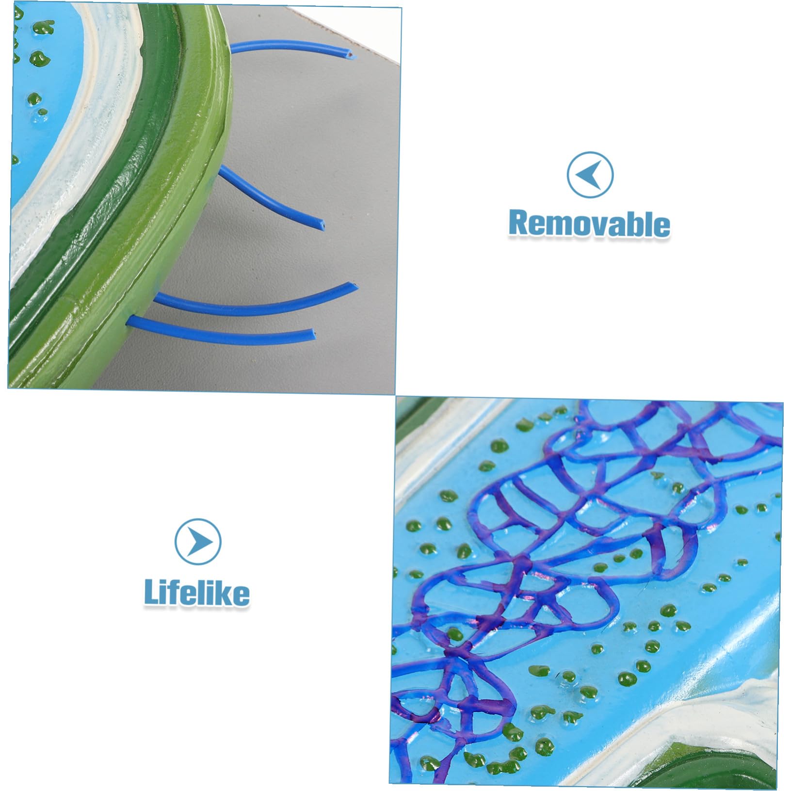 Modelli Didattici di Microbiologia in Pvc per Studenti Struttura Realistica e Design Estetico, Sussidi Didattici per L'insegnamento e Divulgazione Scientifica