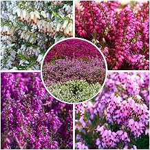 GrowOn Shrubs [x4] Winter Heather Erica Carnea Collection | Variety-Pack | Evergreen Shrubs | Outdoor Garden Ready Plants | Winter to Spring Flowering | Red, Pink, White Flowers