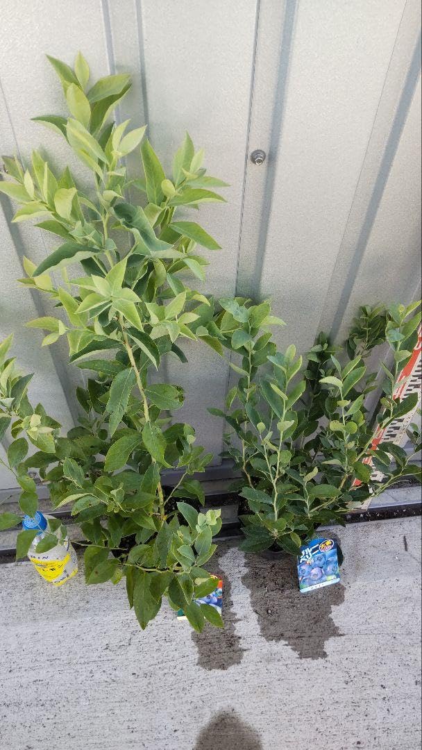 ブルーベリー苗　デライト5号ポット8本セット 楽天市場】ブルーベリー （ 5年生 ） 7号ポット苗木 大苗 【 選べる