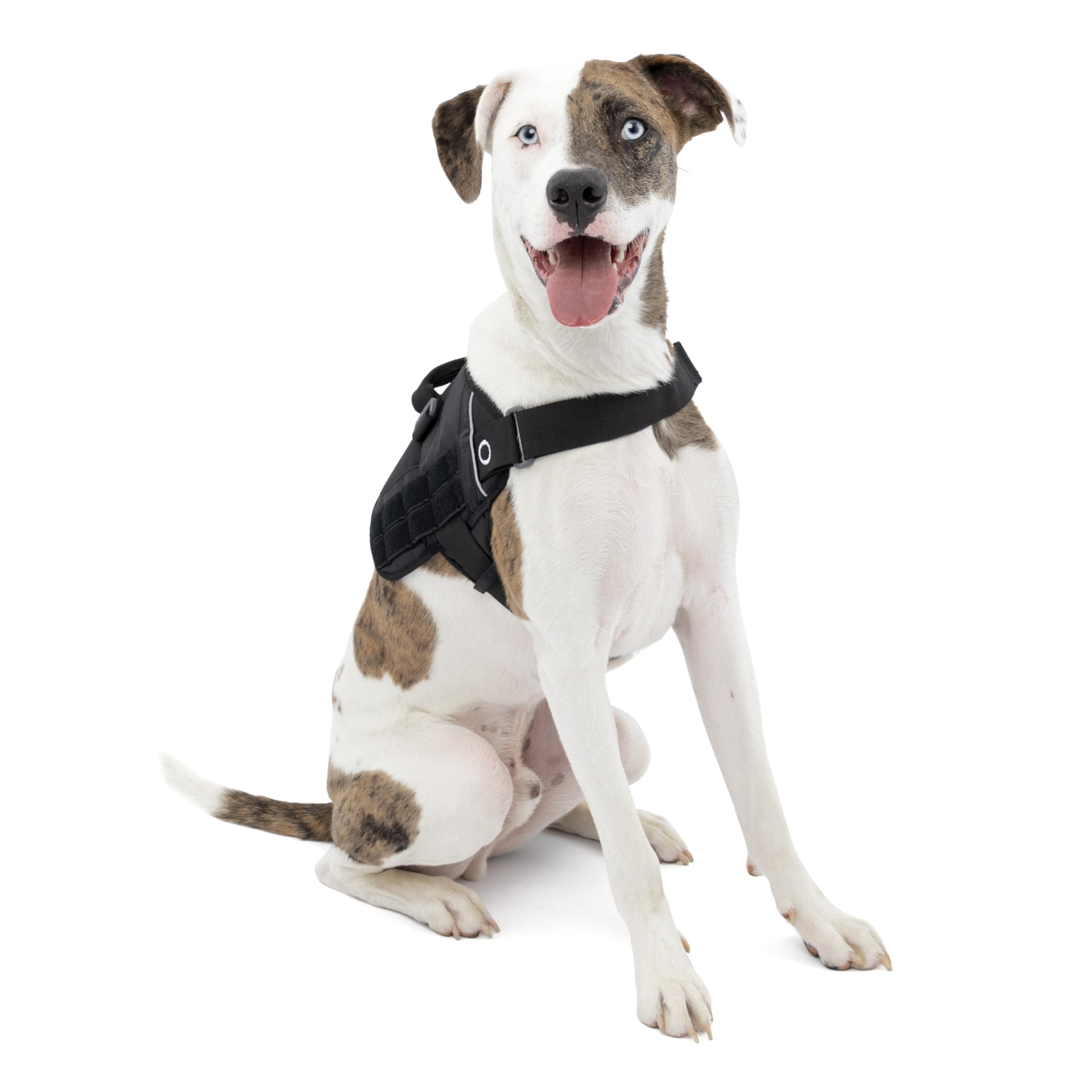 Kurgo RSG Dog Townie Harness, Easy On/Off Dog Hiking Harness, Adjustable, MOLLE Compatible, Medium-Black