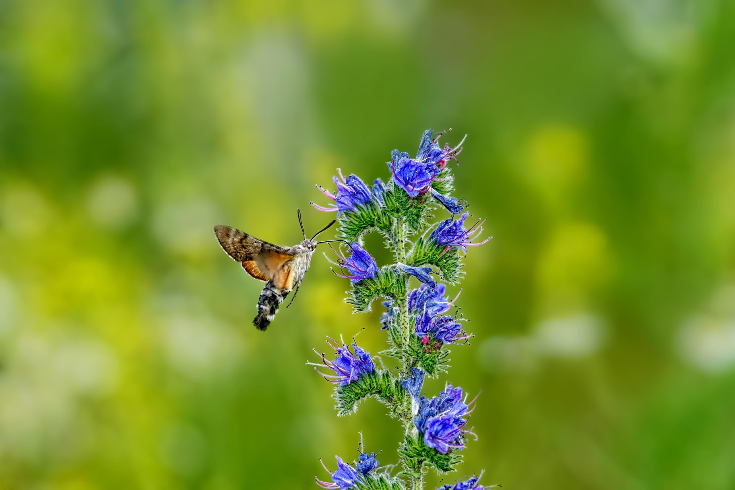 Gewöhnlicher Natternkopf (Echium vulgare) Samen. Schmetterlinge und Bienen lieben ihn! (20000 Samen = 58,0g)