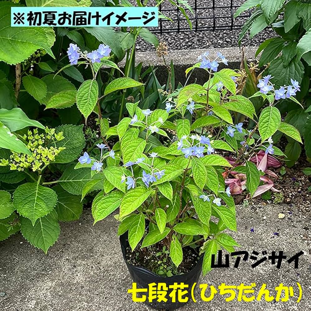 アジサイ3点おまとめ アジサイ3点おまとめ アジサイ3点おまとめ アジサイ | 商品一覧