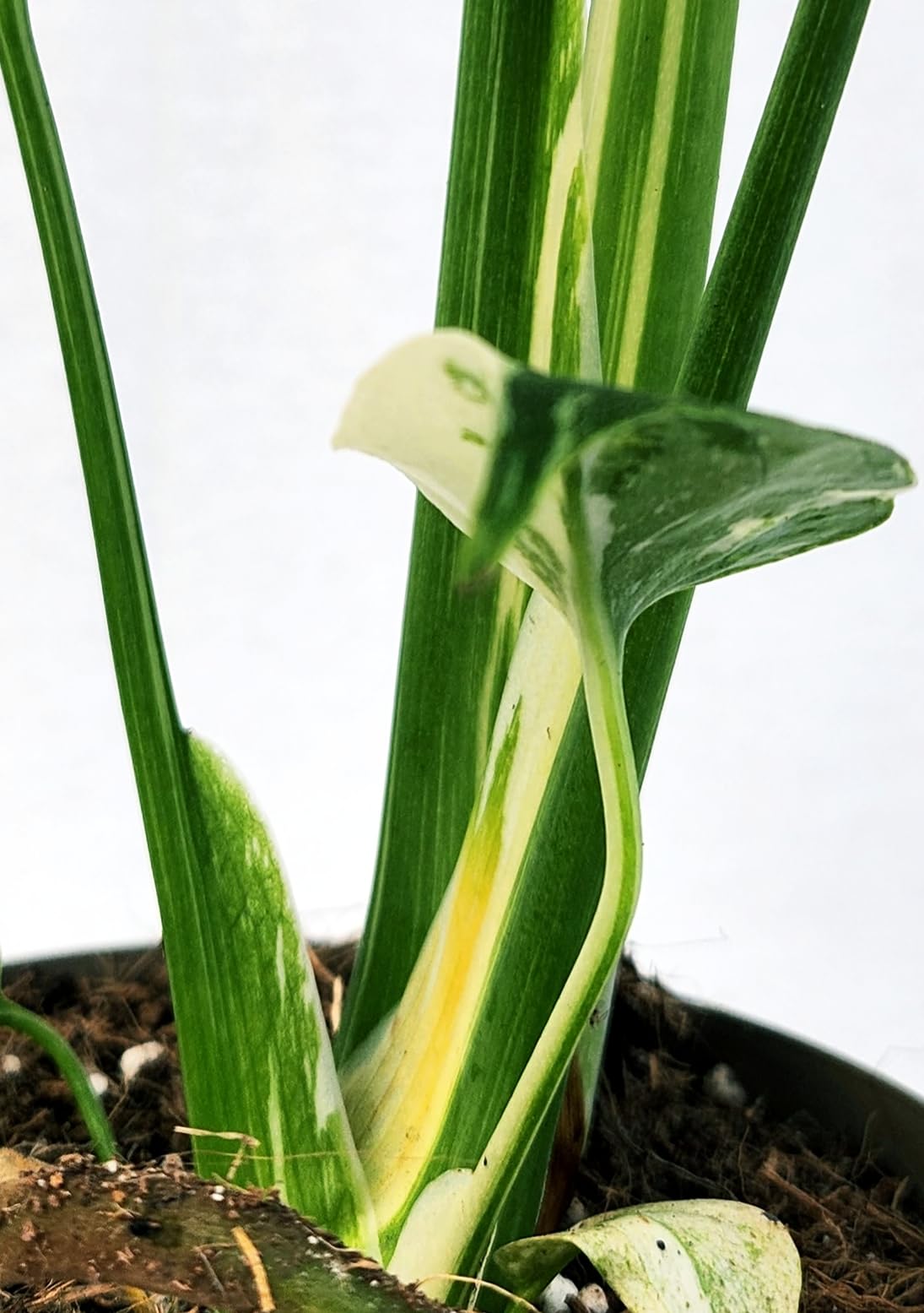 POWERS TO FLOWERS - PHYLODENDRON PERTUSUM, MONSTERA DELICIOSA VARIEGATA, THAI COSTELLATION, IN VASO 12CM DIAMETRO, pianta vera
