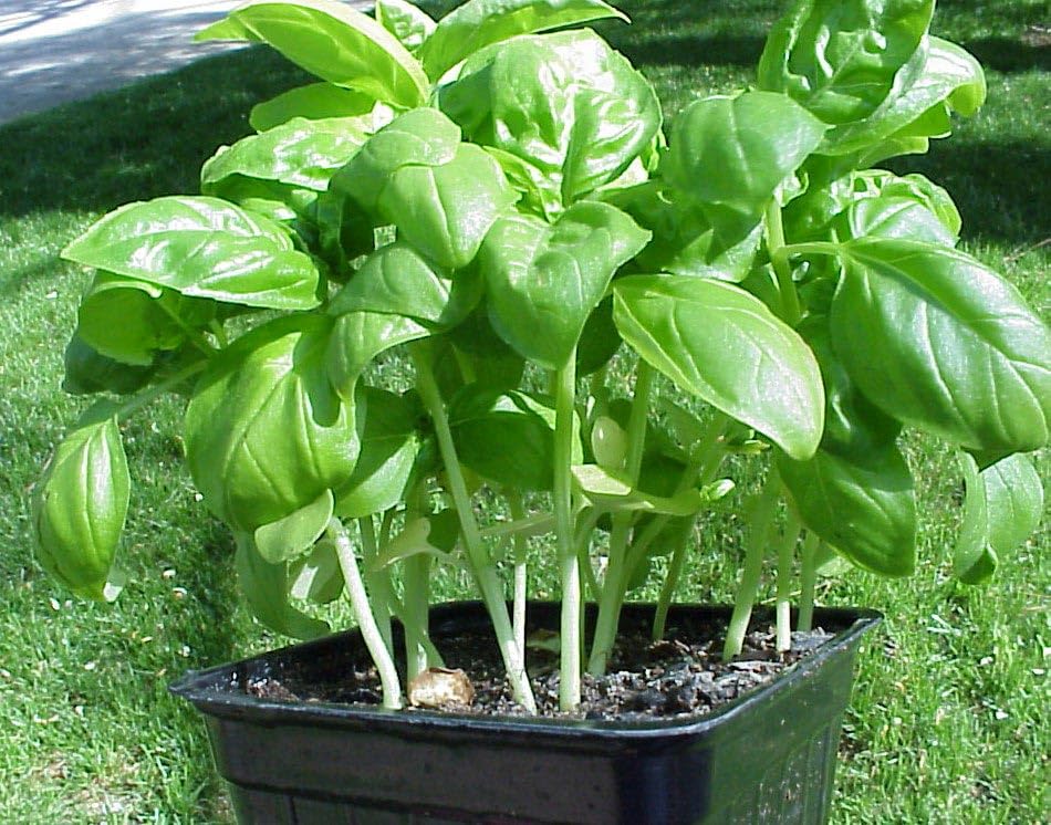 Basil Seeds For Planting - "Hybrid" Herbs Plant Seeds | High Germination Rate |Basil Seeds for Home Gardens | Basil Plant| Basil Leaves | Fresh & Non-GMO (Basil)