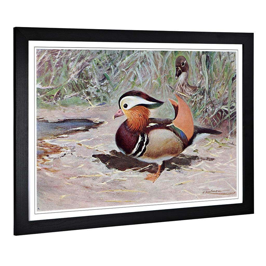 Big Box Art Framed Print of Vintage W Kuhnert Mandarin Duck Design | Wall Art Picture | Home Decor for Kitchen, Living Room, Bedroom, Hallway, Black, A2 / 24.5x18 Inch / 62x45cm