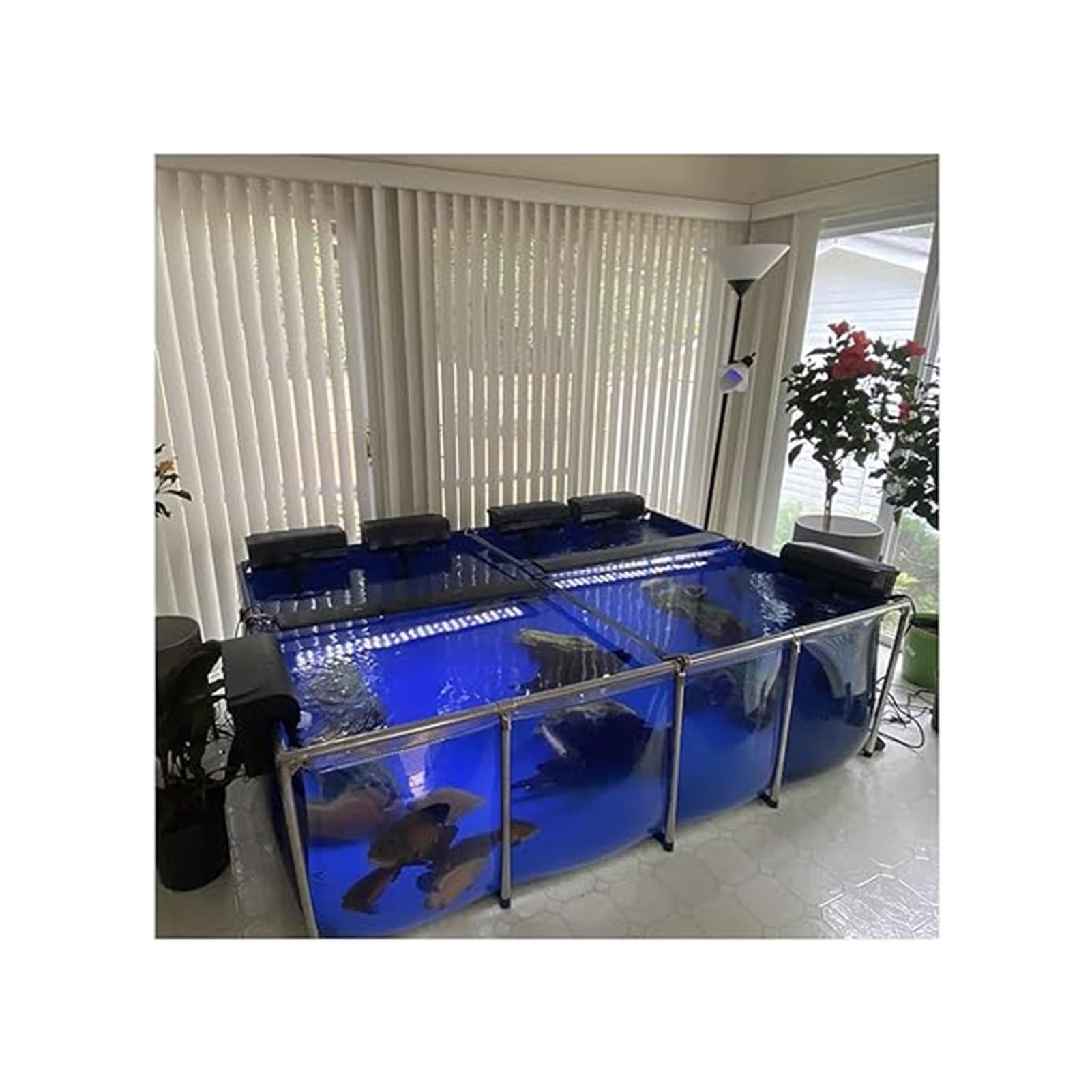 Bassin carpe koï transparent pour observation sur terrasse et jardin