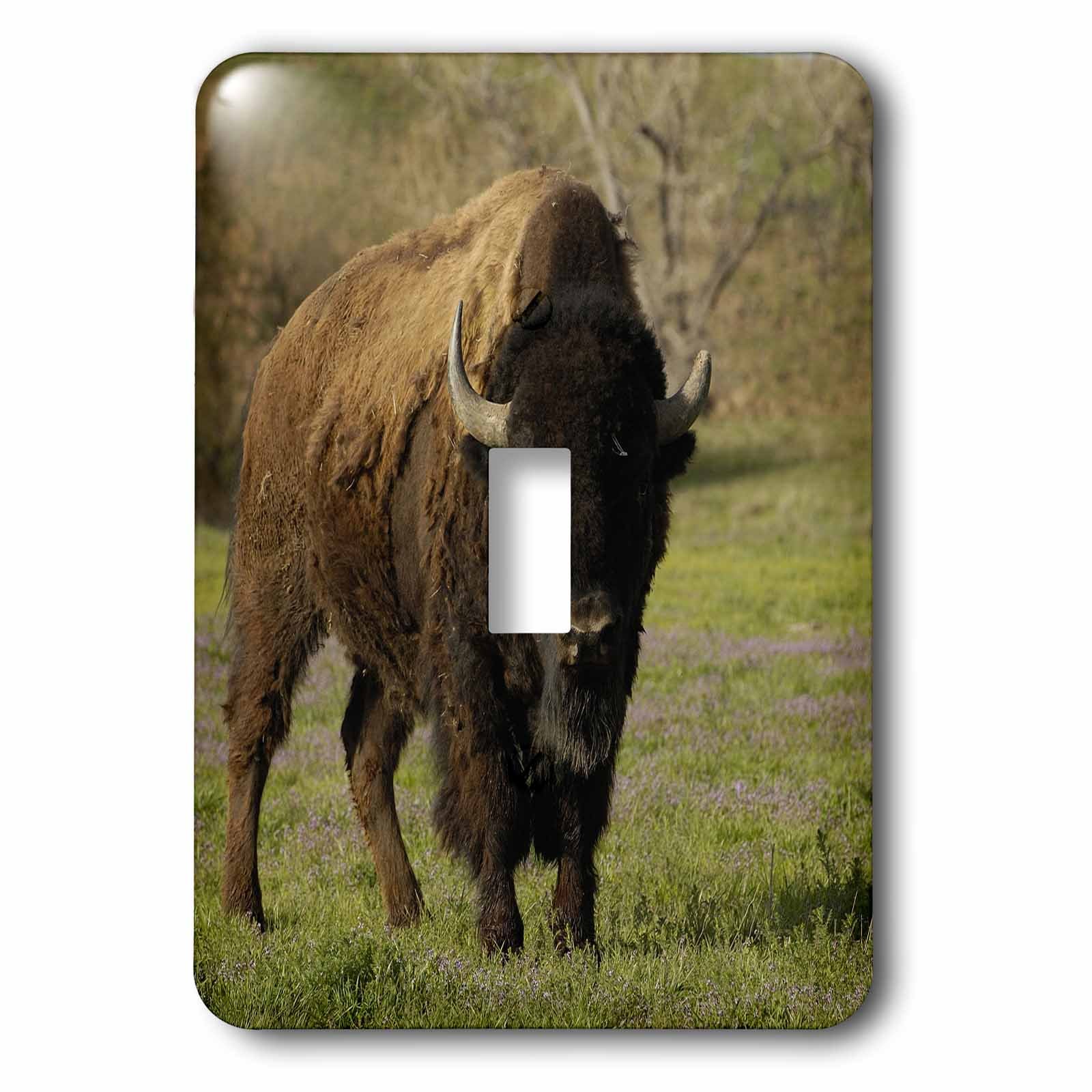 3dRose Danita Delimont - Bison - American Bison, Durham Ranch, Campbell Co., Wyoming - US51 POX0090 - Pete Oxford - single toggle switch (lsp_97520_1)