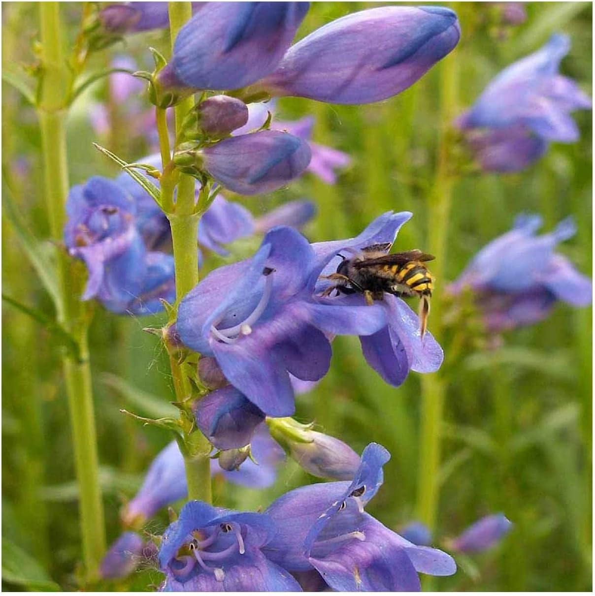 Everwilde Farms - 1/4 Lb Rocky Mountain Penstemon Native Wildflower Seeds - Gold Vault