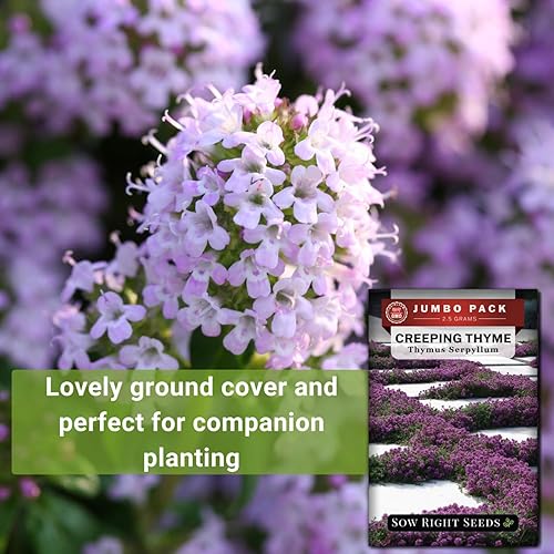 Miniatura 4 de Sow Right Seeds - Semillas de tomillo rastrero a granel para plantar - 0.09 oz, 18500 semillas - Paquete jumbo de reliquia sin OMG con instrucciones