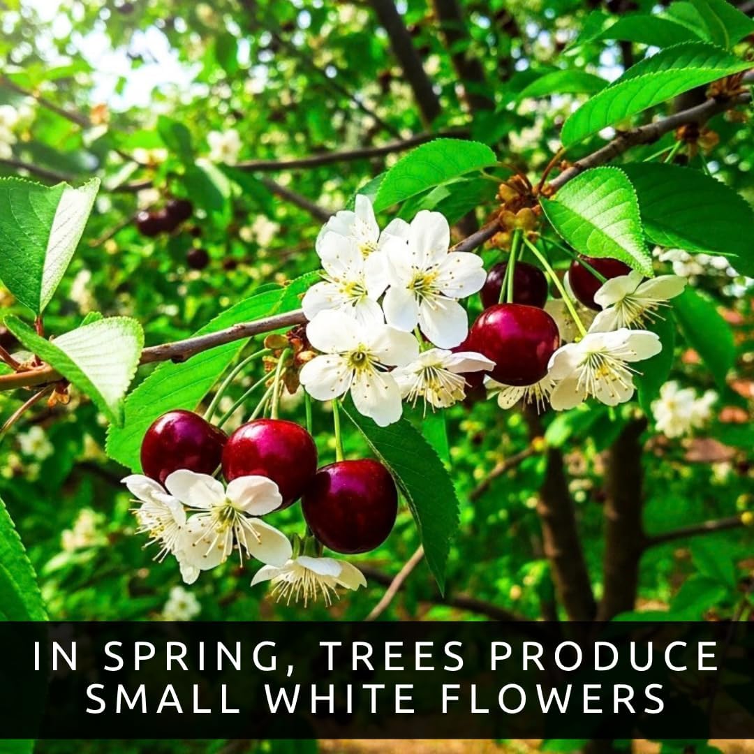 Black Cherry Tree Live Plants 1–2 Ft Tall (Prunus serotina) – Fast Growing Native Fruit Tree – Edible Cherry, Wildlife Habitat & Backyard Orchard Starter Tree (2 Plants)