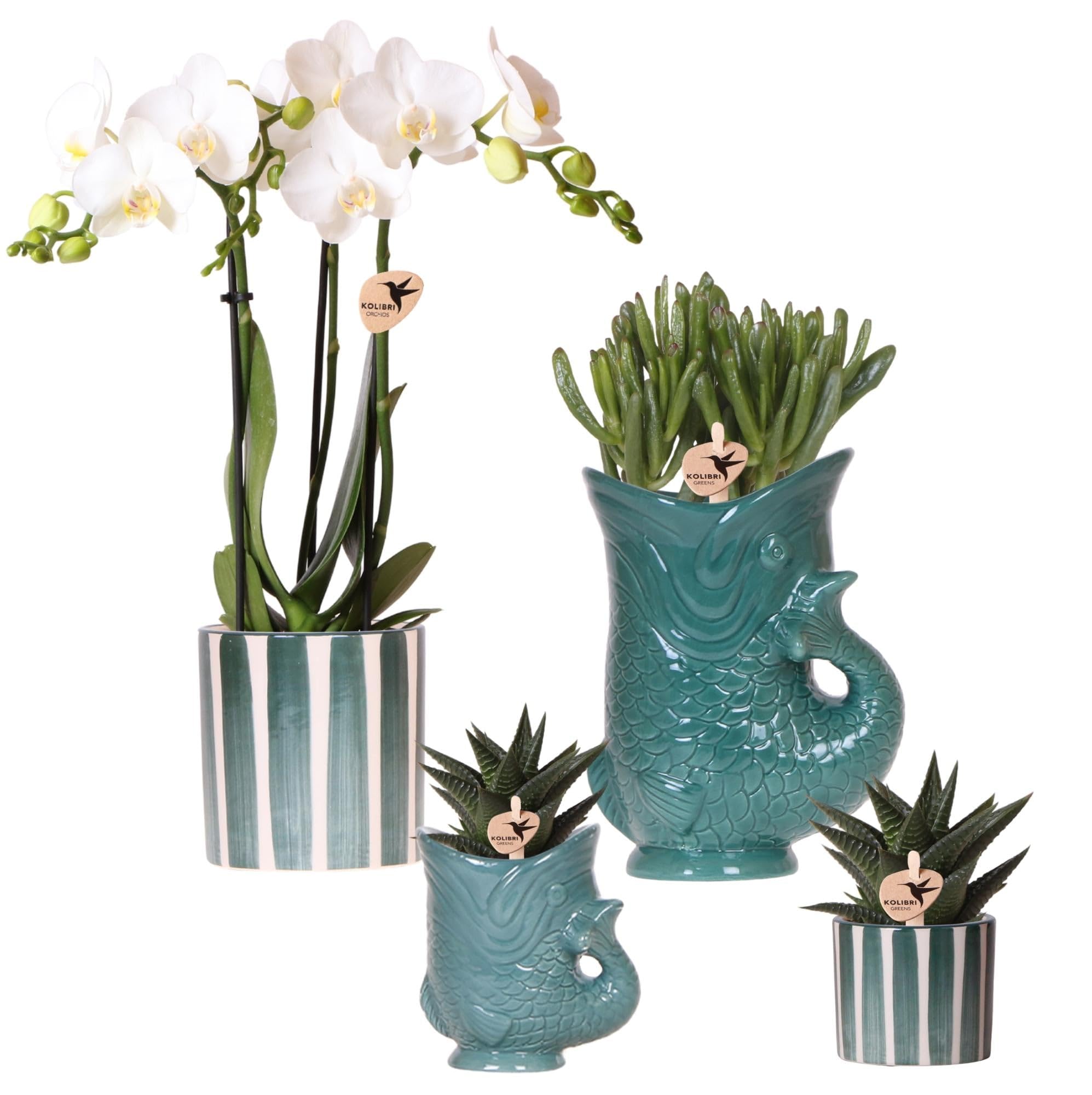 Set con orchidea bianca Amabilis e piante grasse – Piante da appartamento in vasi decorativi in ceramica Ø 9 cm e Ø 6 cm – Fresche dall'allevatore