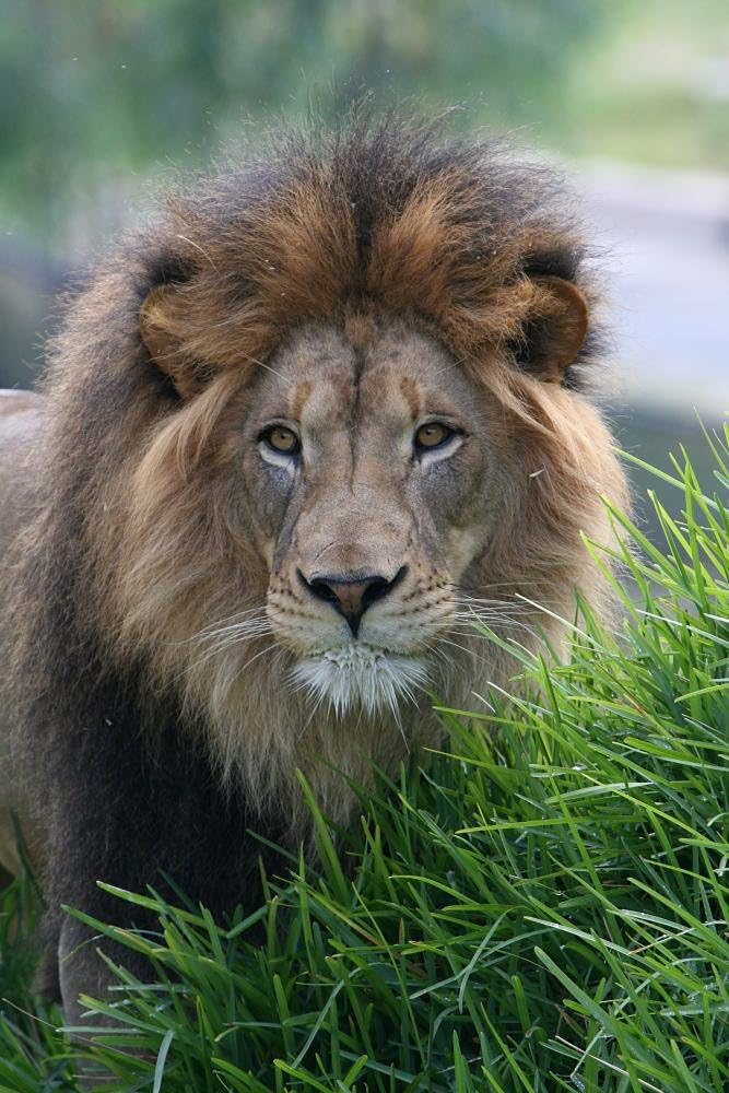 Wallmonkeys WM345391 Lion Peel and Stick Wall Decals, 36" H x 24" W-Large