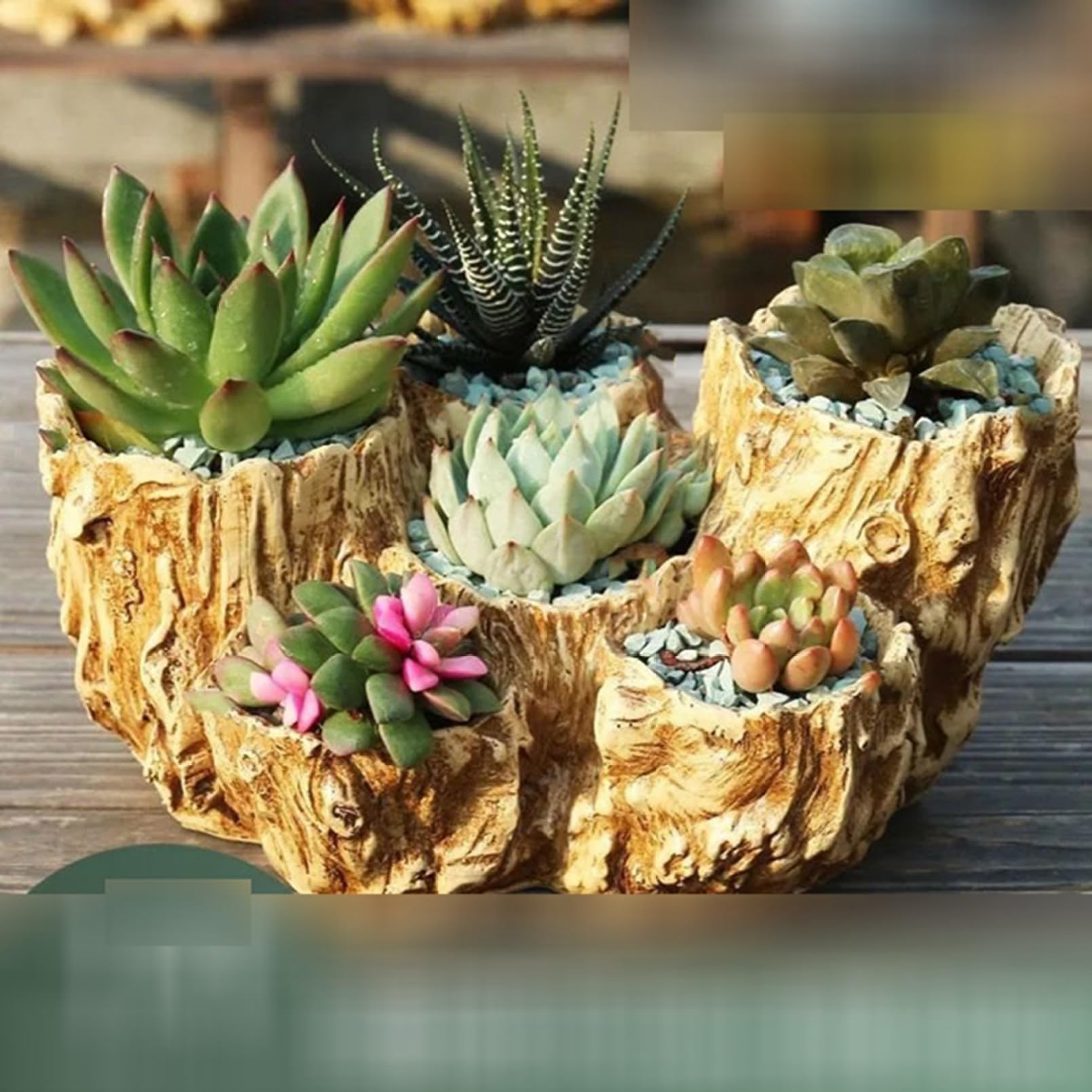 Amazon.co.jp: 多肉植物鉢 サボテン鉢 植木鉢 ガーデンオーナメント
