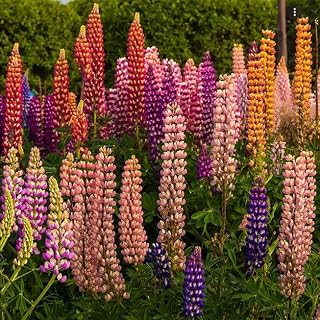 Caribou Seed Company: Perennial 'Russell's Hybrids Lupin Mix' 30 Organic Seeds - Attracts Monarch Butterflies - Fresh, Canadian Seed