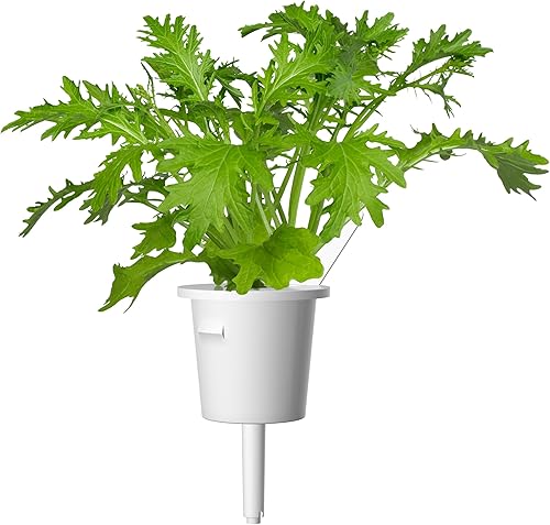 Miniatura 7 de Repuesto Smart Garden, 3 paquetes