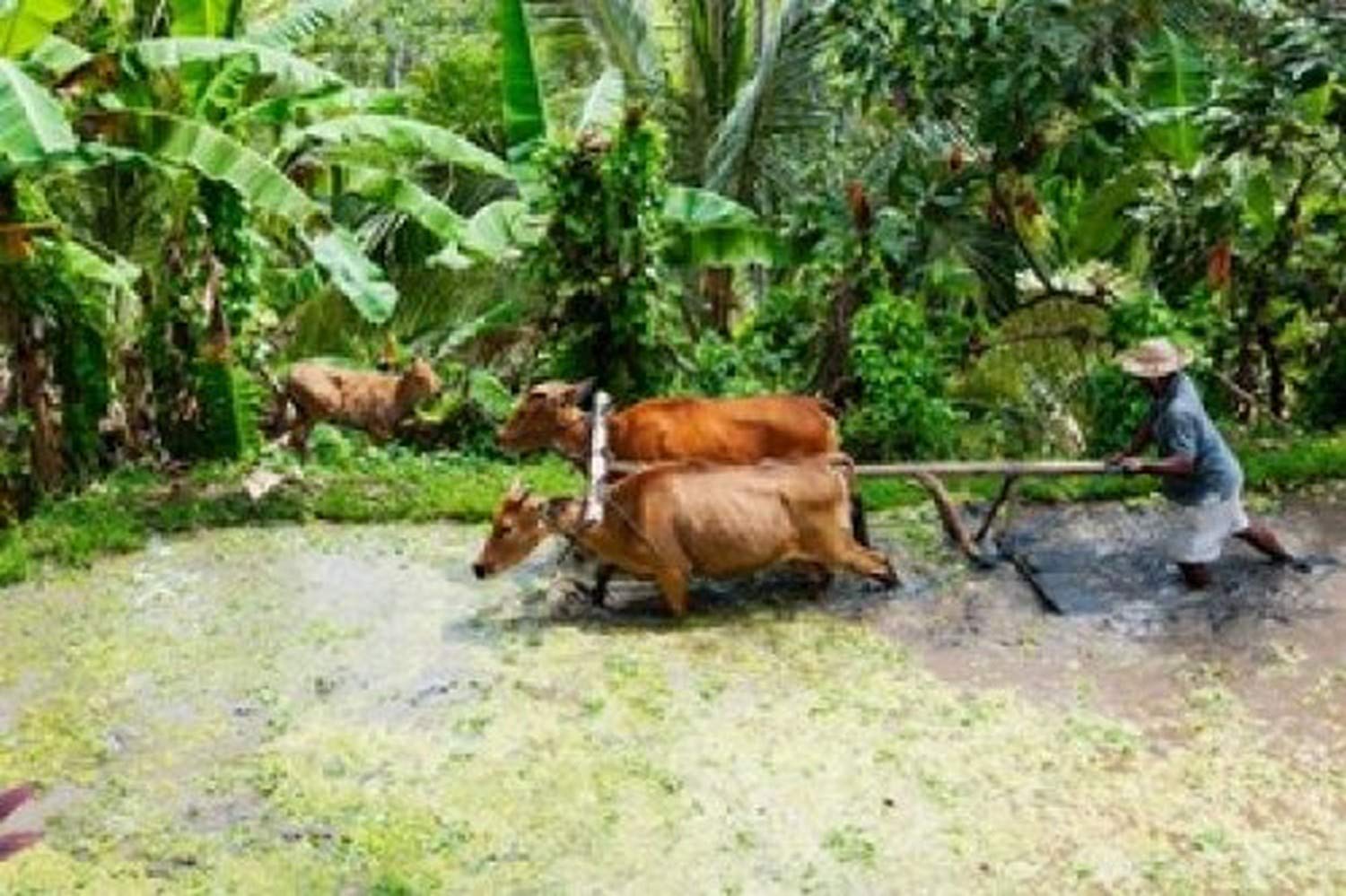 Farmer with oxen working in paddy field Rejasa Penebel Bali Indonesia Poster Print by Panoramic Images (36 x 24)