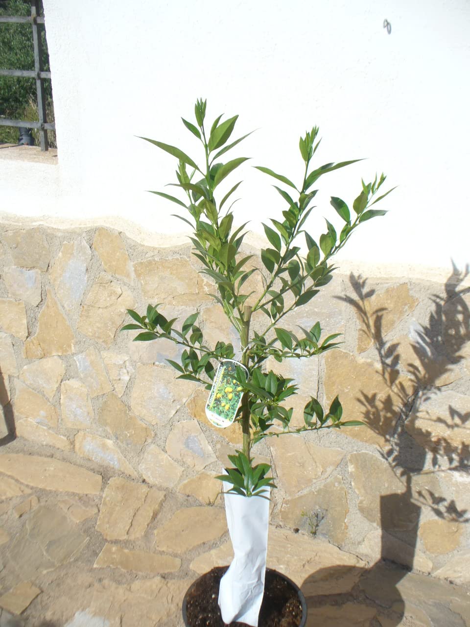 Citrus Limquat, Minizitronenbaum, Limquatbaum, 1 veredelter Baum