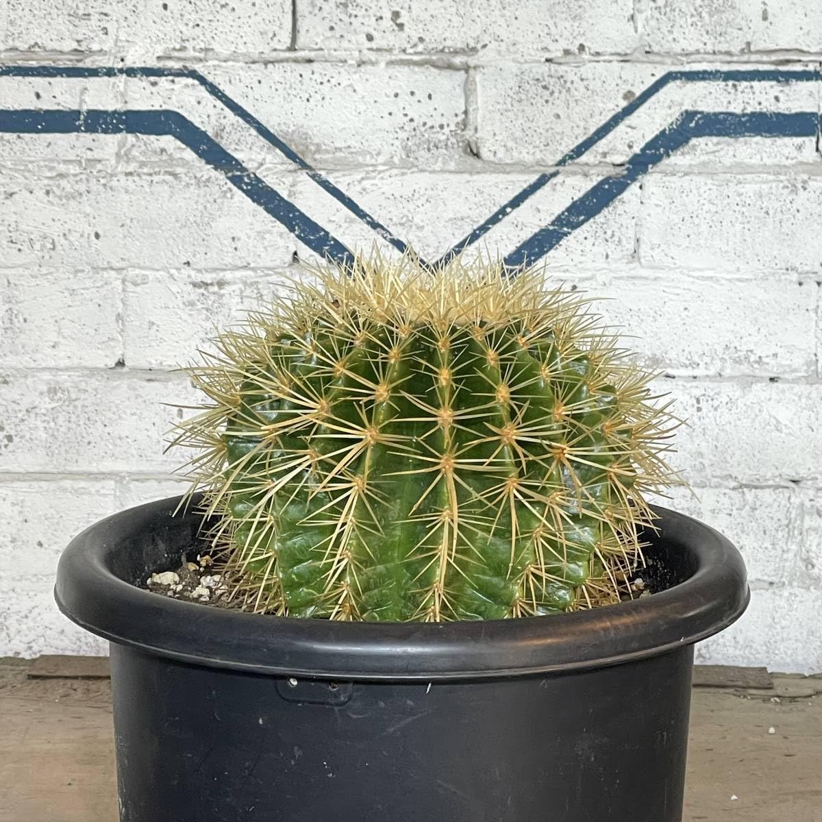 Amazon.co.jp: 現品_KS50＜＞金鯱サボテン 発根済み 20cm前後＜耐寒性