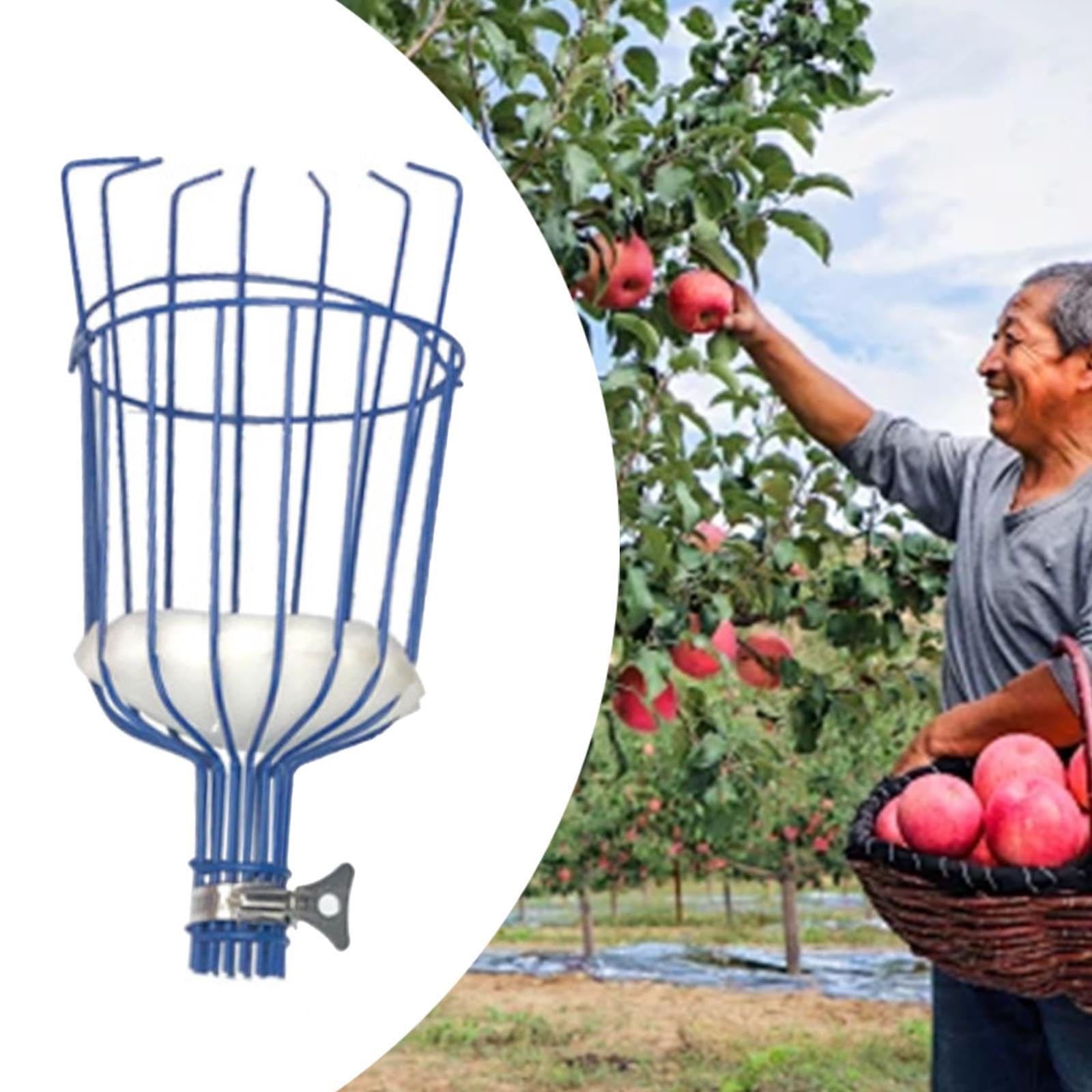 cueille-Fruits, Outil de Jardinage for la récolte des Fruits, Accessoire cueilleur d'arbres for mangues, Rouge(Blue)