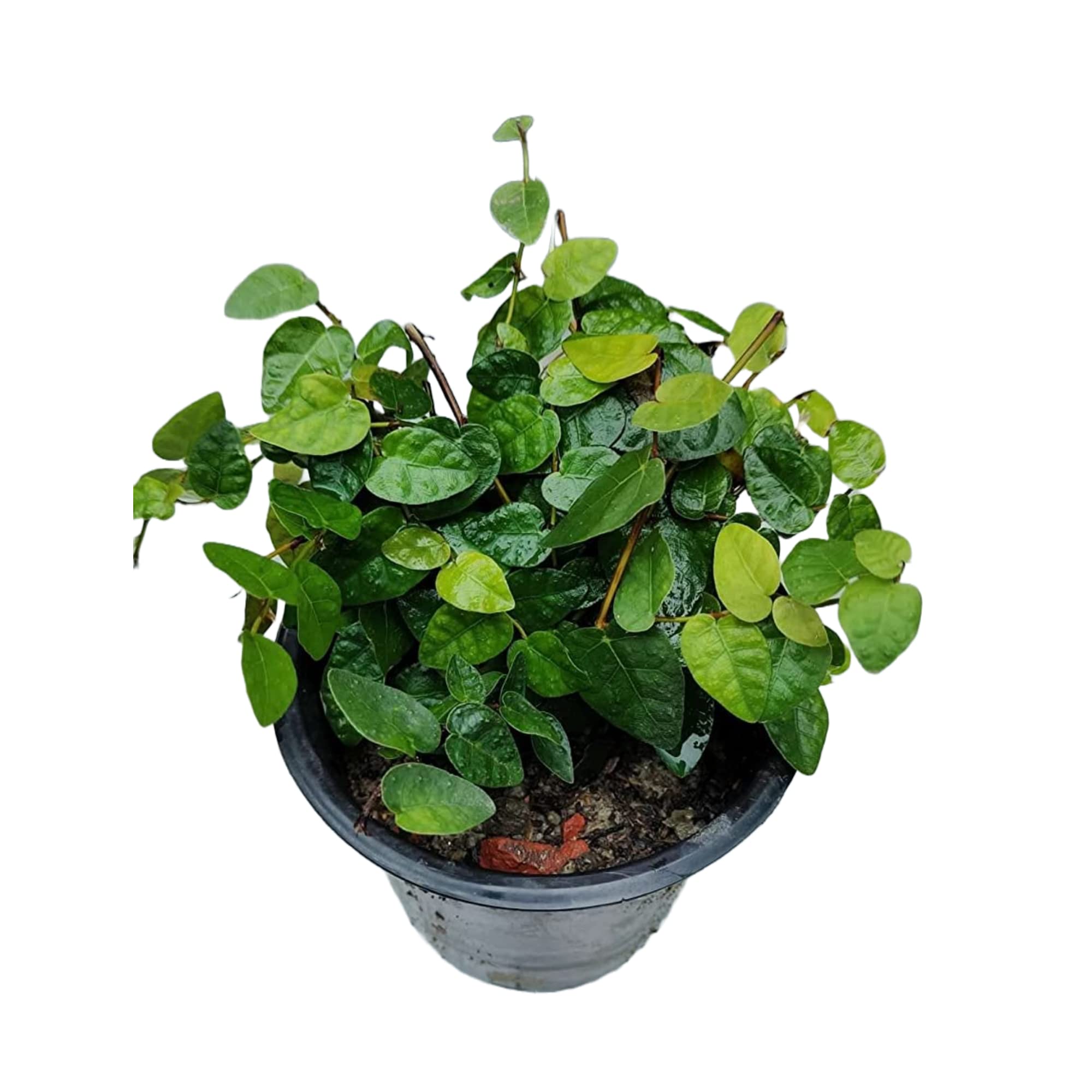 Growing Plants Chipkali Bel Plant (Ficus repens), Creeper Plants, Creeping plant, Creeping Fig, Climbing Fig, Fig Plant with Pot With Black Plastic Pot (B0CMXT9ZYQ) Amazon Price History, Amazon Price Tracker
