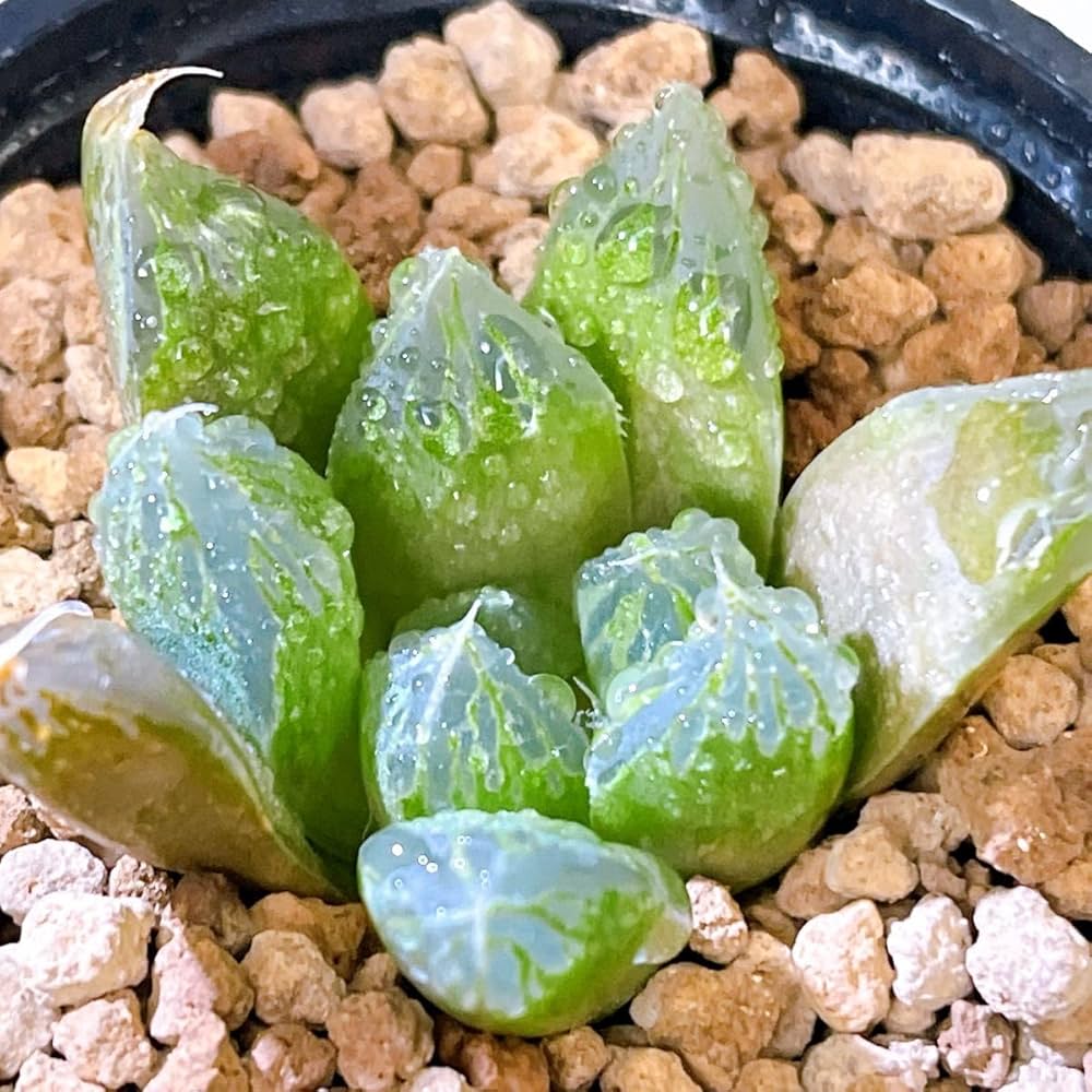 青緑色の多肉植物*4 ミックスベリア・青鬼｜🍀GreenSnap（グリーンスナップ）