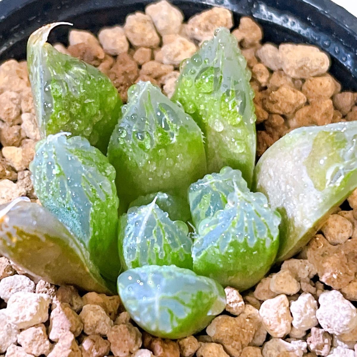 Amazon｜『緑水晶×オブツーサ錦』3番 ハオルチア 多肉植物｜観葉植物