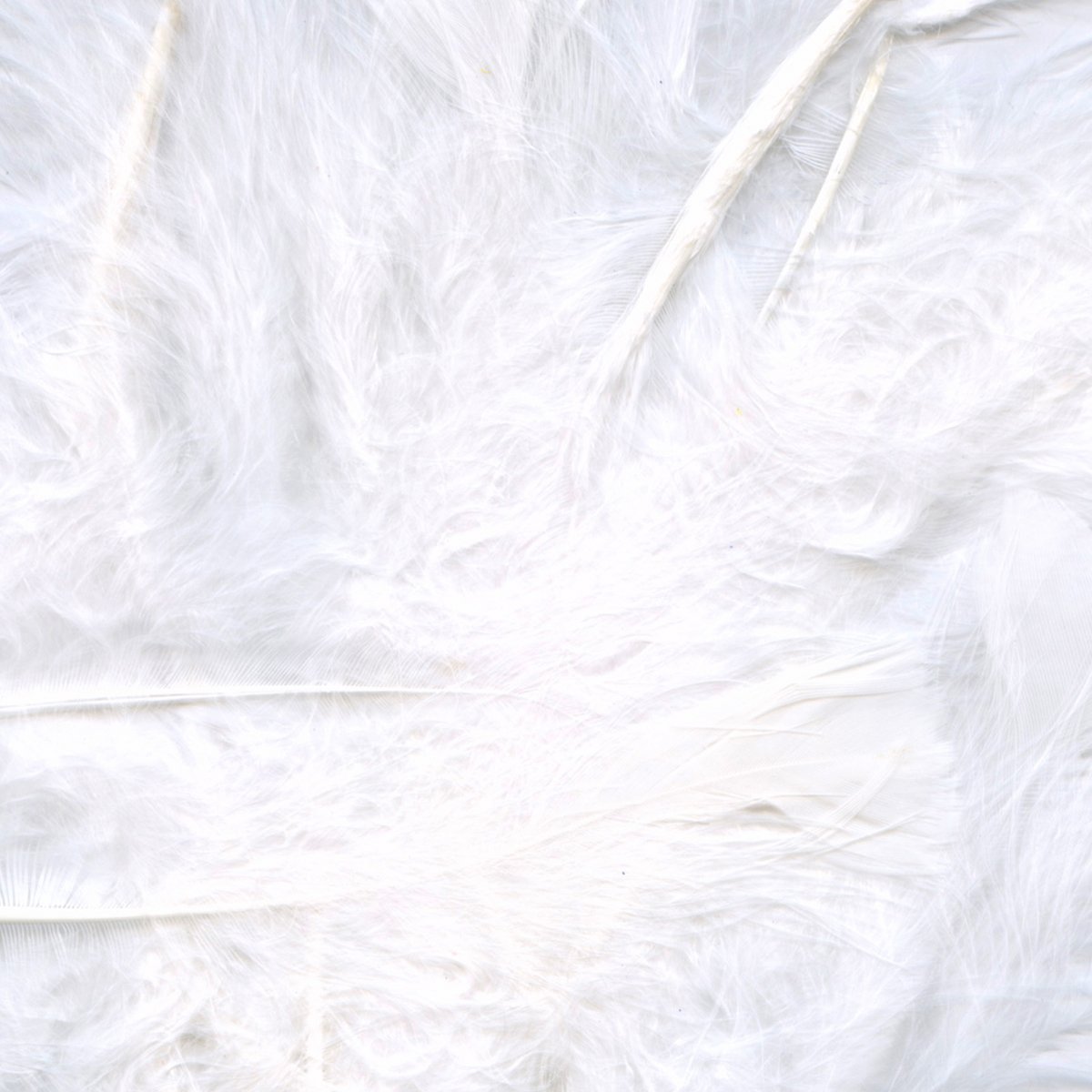 White 1st Grade Eleganza Craft Marabout Feathers Mixed sizes 3"- 8" 8g pack