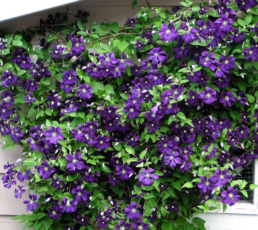Votaniki Jackmanii Clematis Roots - Vibrant Perennial Jackmani Flower | Jackmanii Clematises Roots for Long-Lasting Beauty - Jackmanii Clematis Vine (1 Pack)