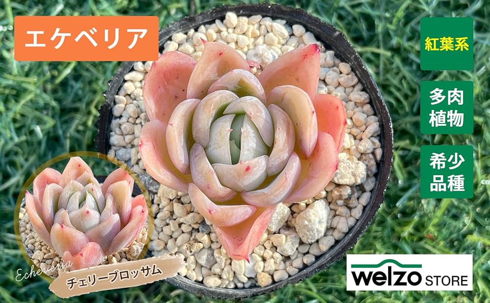 テディベア(チェリーブロッサム)稀少 レア テディベア(チェリーブロッサム)稀少 レア - メルカリ