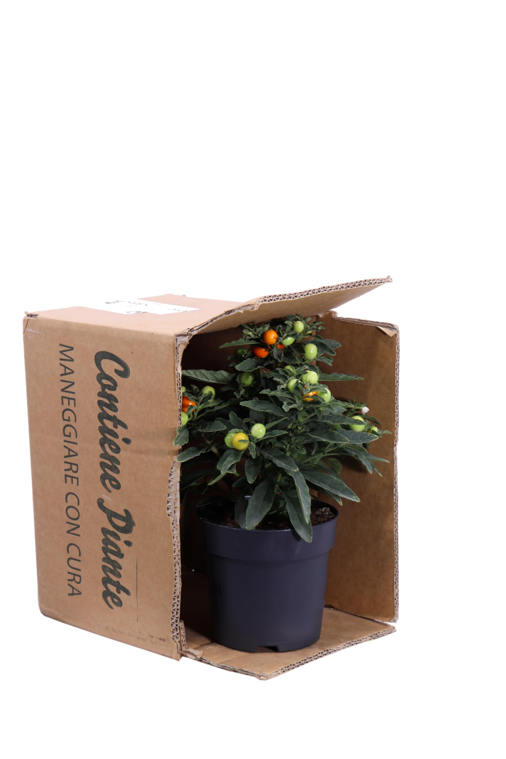 Solanum pseudocapsicum (Ciliegia di Gerusalemme) - Pianta Tossica per