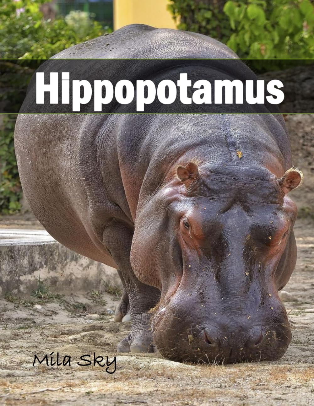Hippopotamus: A Coffee Table Photo Book for Animal Lovers