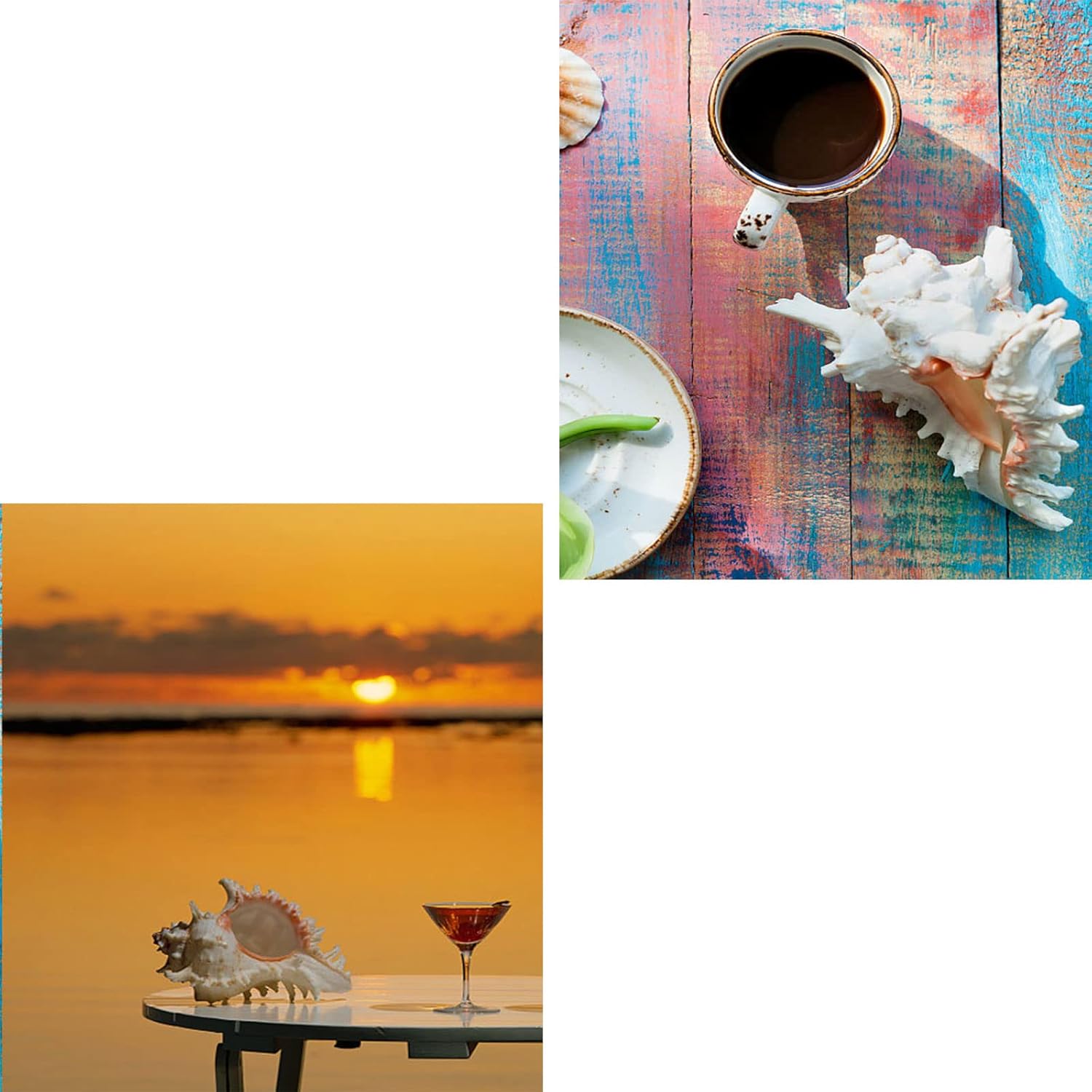 Sea shells,conch shell, Large Seashells - Seashell Display on Table - Sea Shells for Home Decor, Fish Tank(19to20cm)