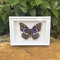 Vista 2 de 2 piezas enmarcadas de mariposa real, espécimenes de mariposa de taxidermia en marco, colección de insectos, decoración de escritorio para el hogar