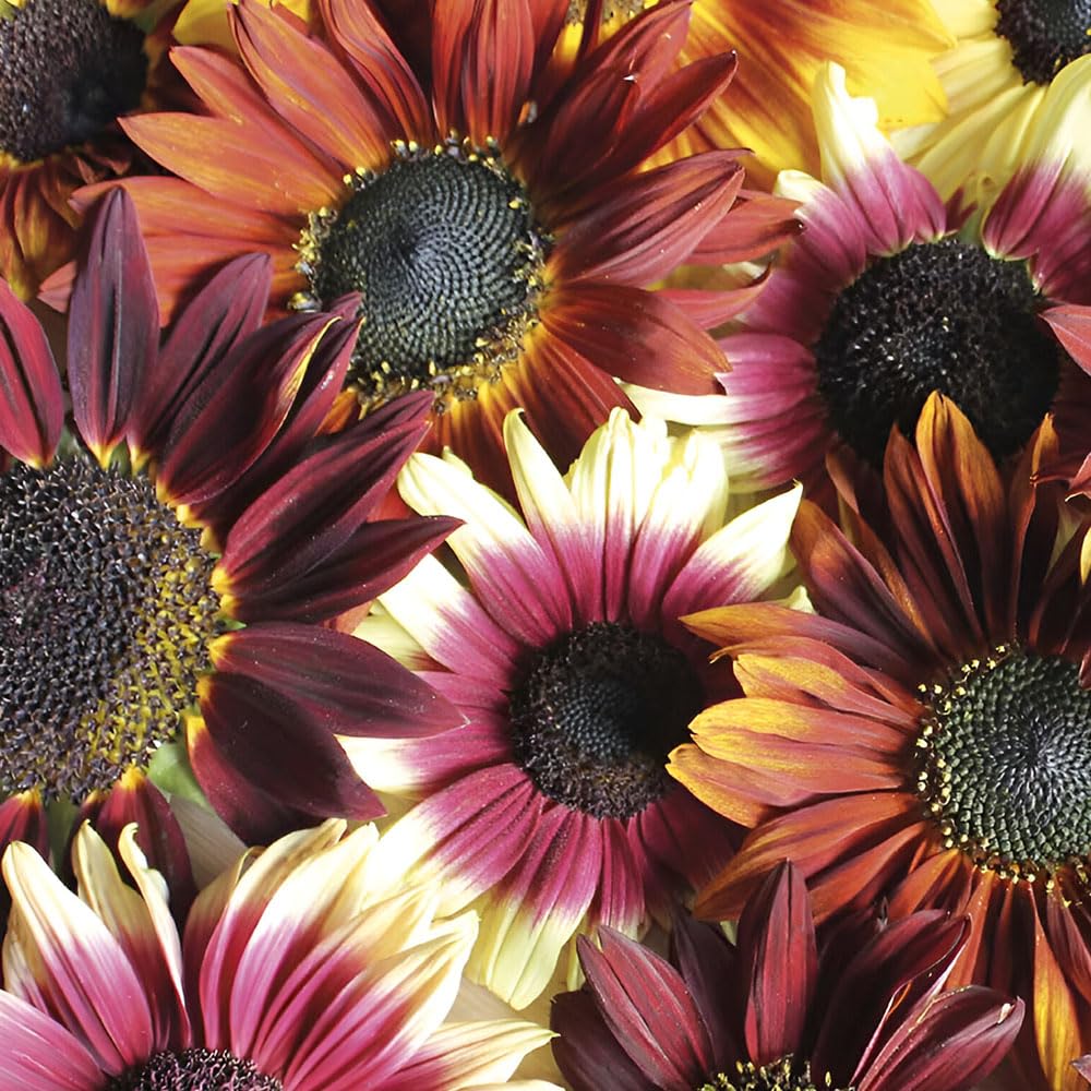 Sunflower Infrared F1 Seeds – Masses of Pollen Free Flowers, Ideal for Cutting – Hardy Annual – for Your Beautiful Garden