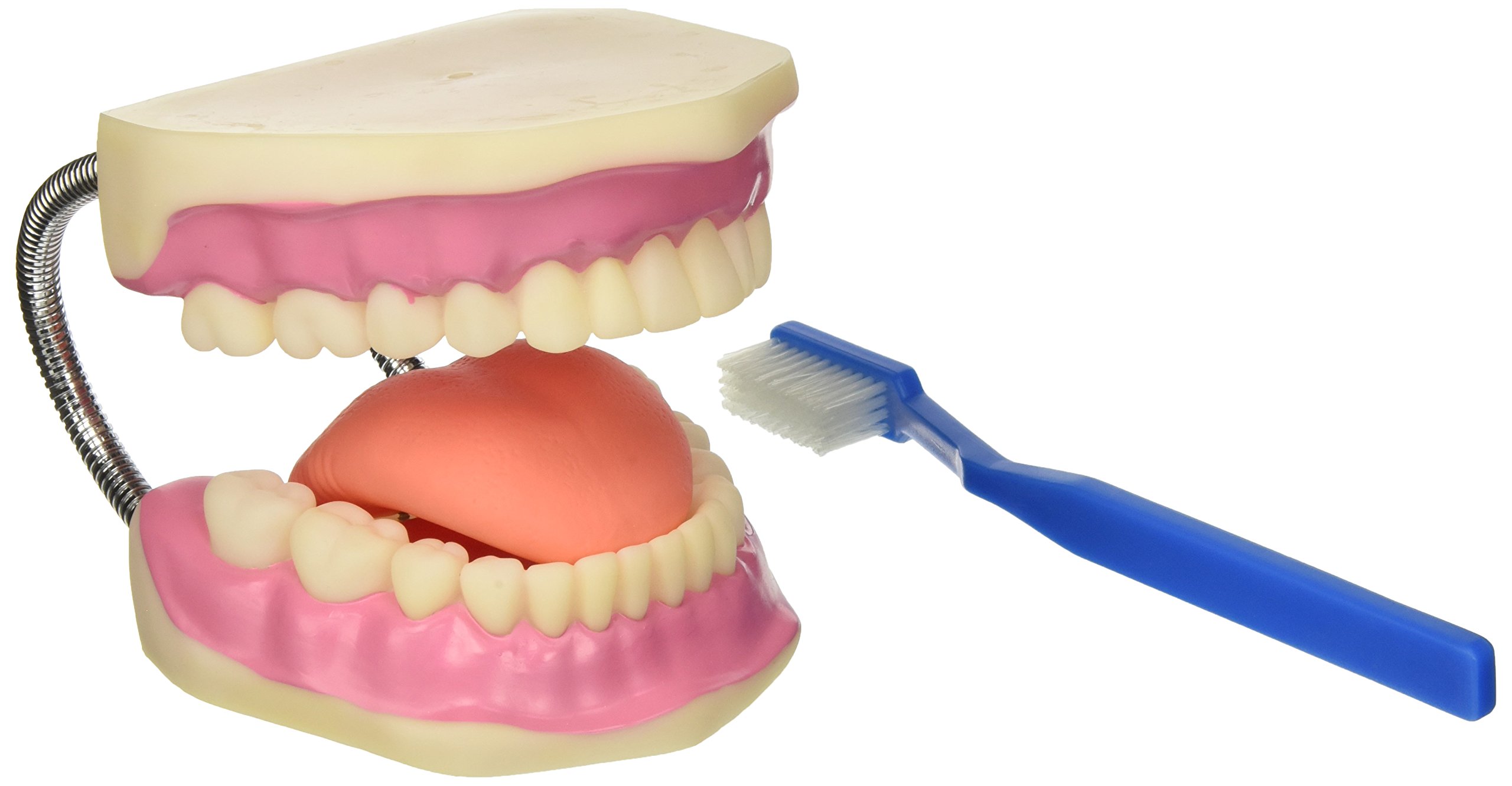 Gima - Mundmodell zur Dentalhygiene mit Zahnbürste, Value-Linie, 3X-Vergrößerung