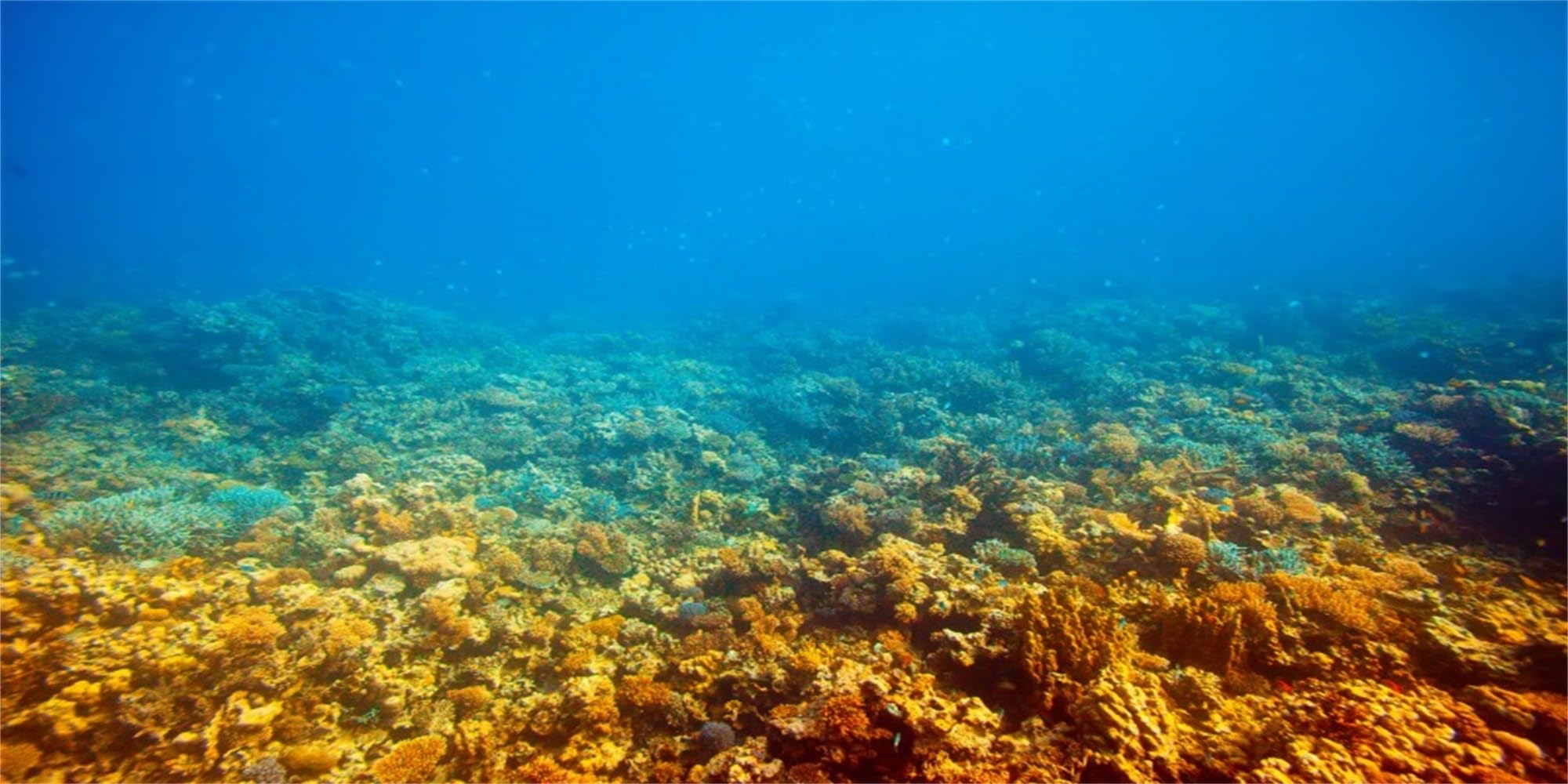 MIRRORANG 91x50cm Undersea Theme Aquarium Background Underwater Stone Coral Fish Tank Background โ image 1