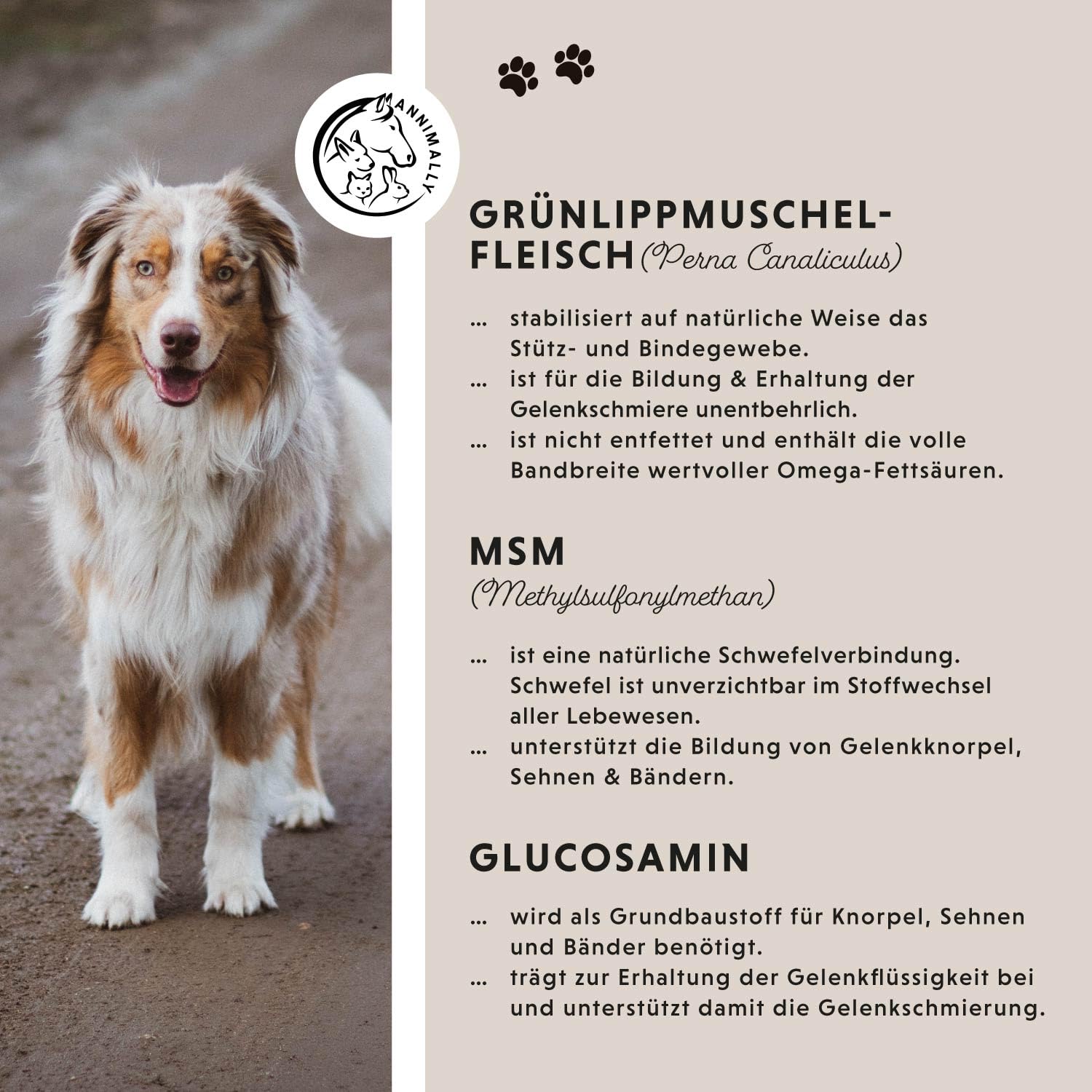Gelenktabletten für Hunde mit MSM, Grünlippmuschel, Teufelskralle, Glucosamin & Hyaluron - 120 Gelenke Tabletten für Hunde - Hohe Akzeptanz beim Hund durch kleine Tabletten