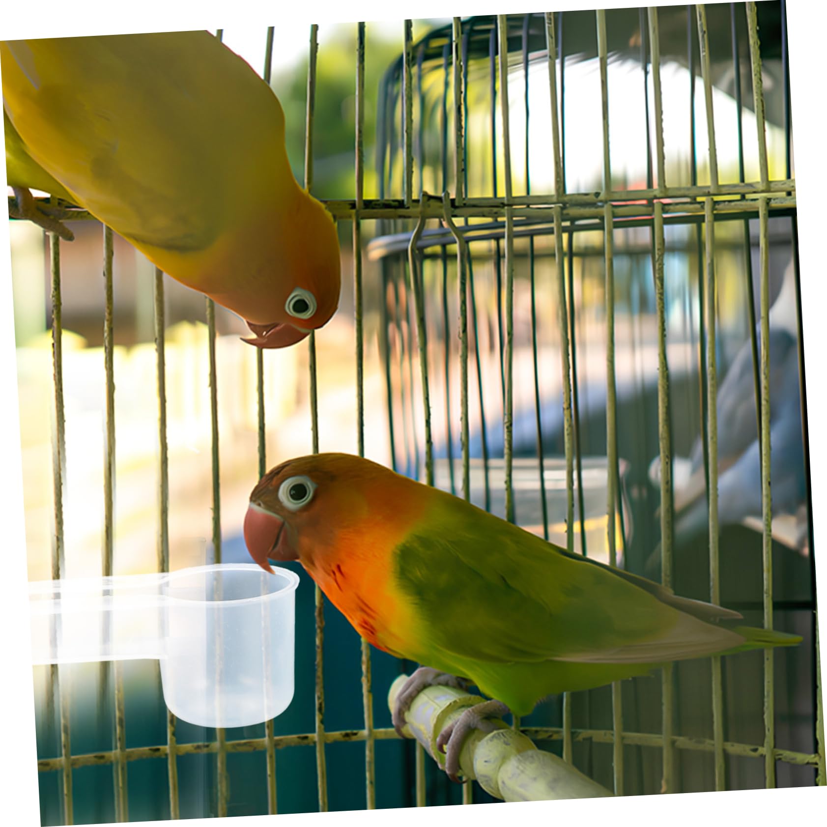 TOYANDONA 10pezzi Bevitoio Per Pappagalli e Piccioni Ciotola Per Uccelli in Plastica Abbeveratoio Automatico Facile Da Pulire Forniture Per Alimentazione Animali Domestici