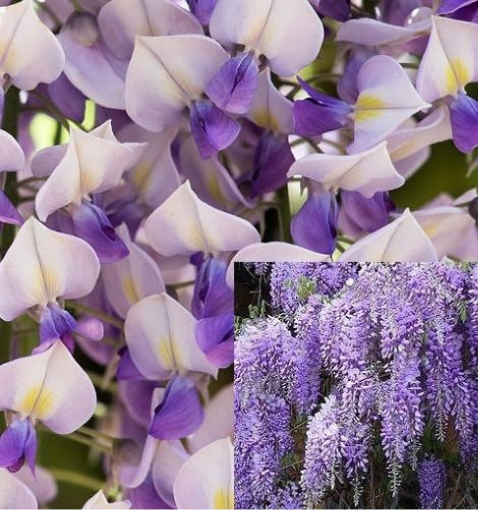 Wisteria Floribunda Domino Climbing Plant 3-4FT Supplied in a 3 L Pot :  Amazon.co.uk: Garden